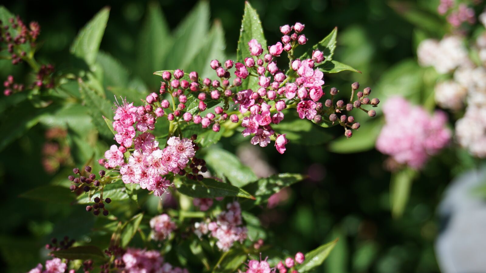 Sony E 16-50mm F3.5-5.6 PZ OSS sample photo. Flower, garden, blossom photography