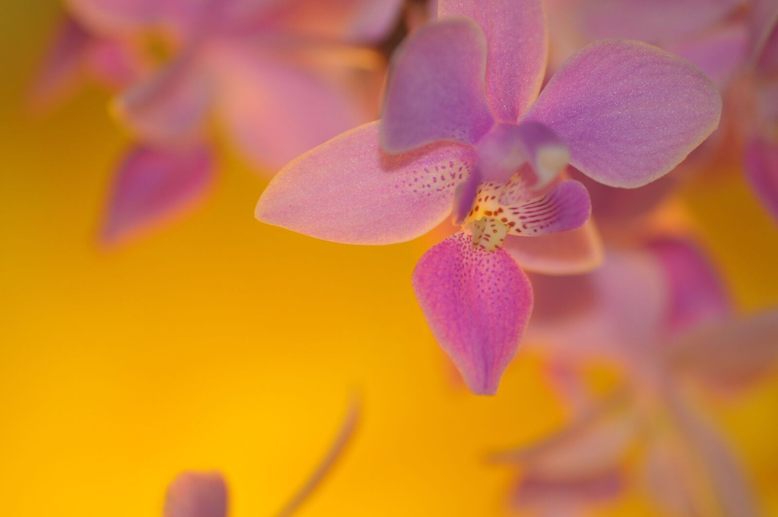 Nikon D300 sample photo. Yellow, pink, flower photography