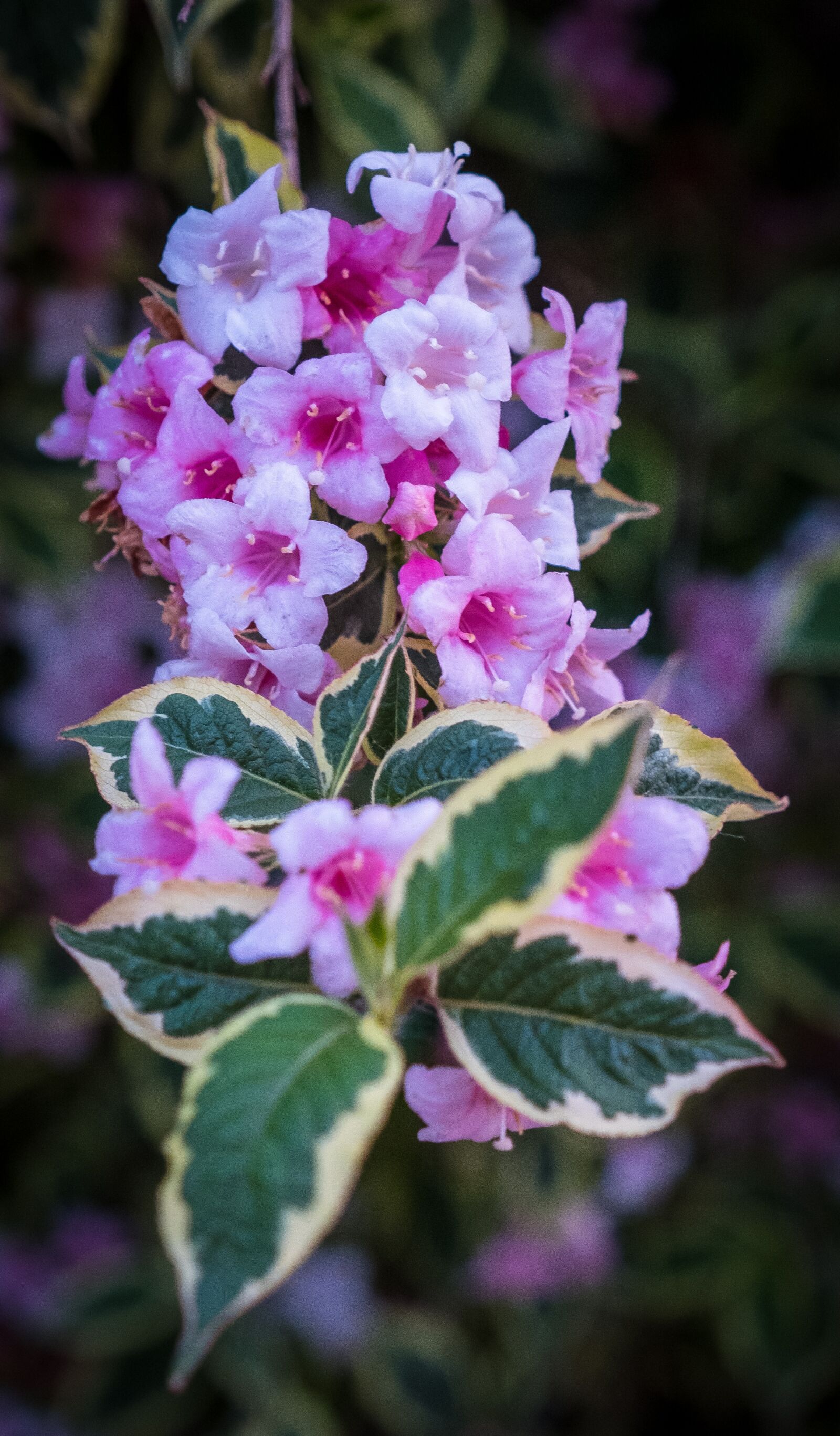 Fujifilm X-T2 sample photo. Flowers, pink, white photography