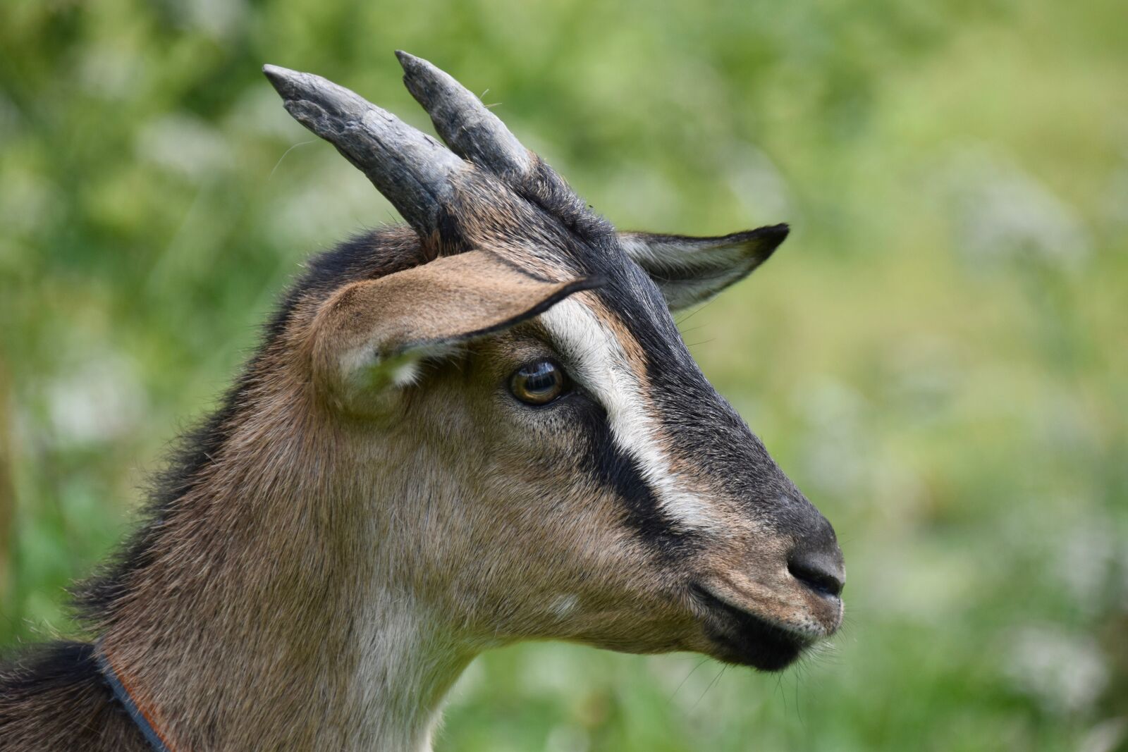 Nikon D5600 sample photo. Goat, goat horns, animal photography