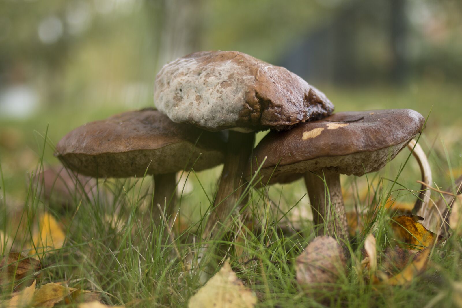 Canon EF 35mm F2 sample photo. Mushroom, autumn, toxic photography