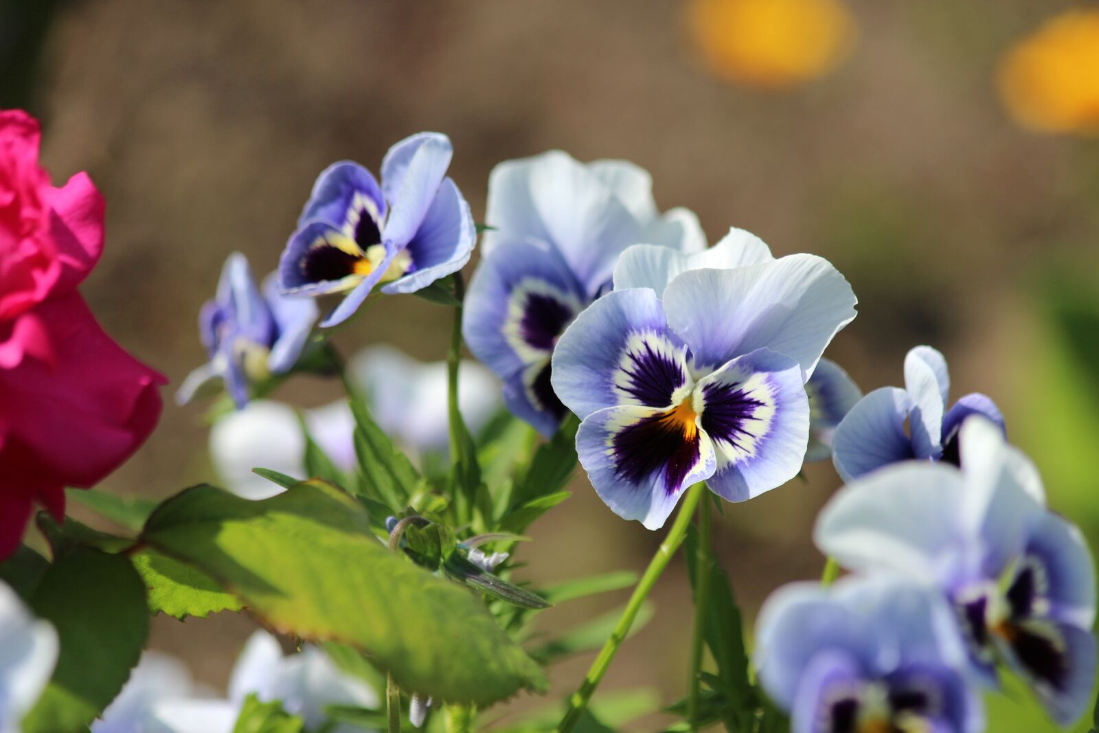 Canon EOS 650D (EOS Rebel T4i / EOS Kiss X6i) sample photo. Pansies, violet, viola tricolor photography