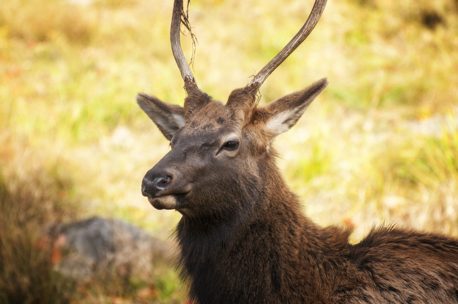 Nikon D300 sample photo. Antlers, canada, deer, fur photography