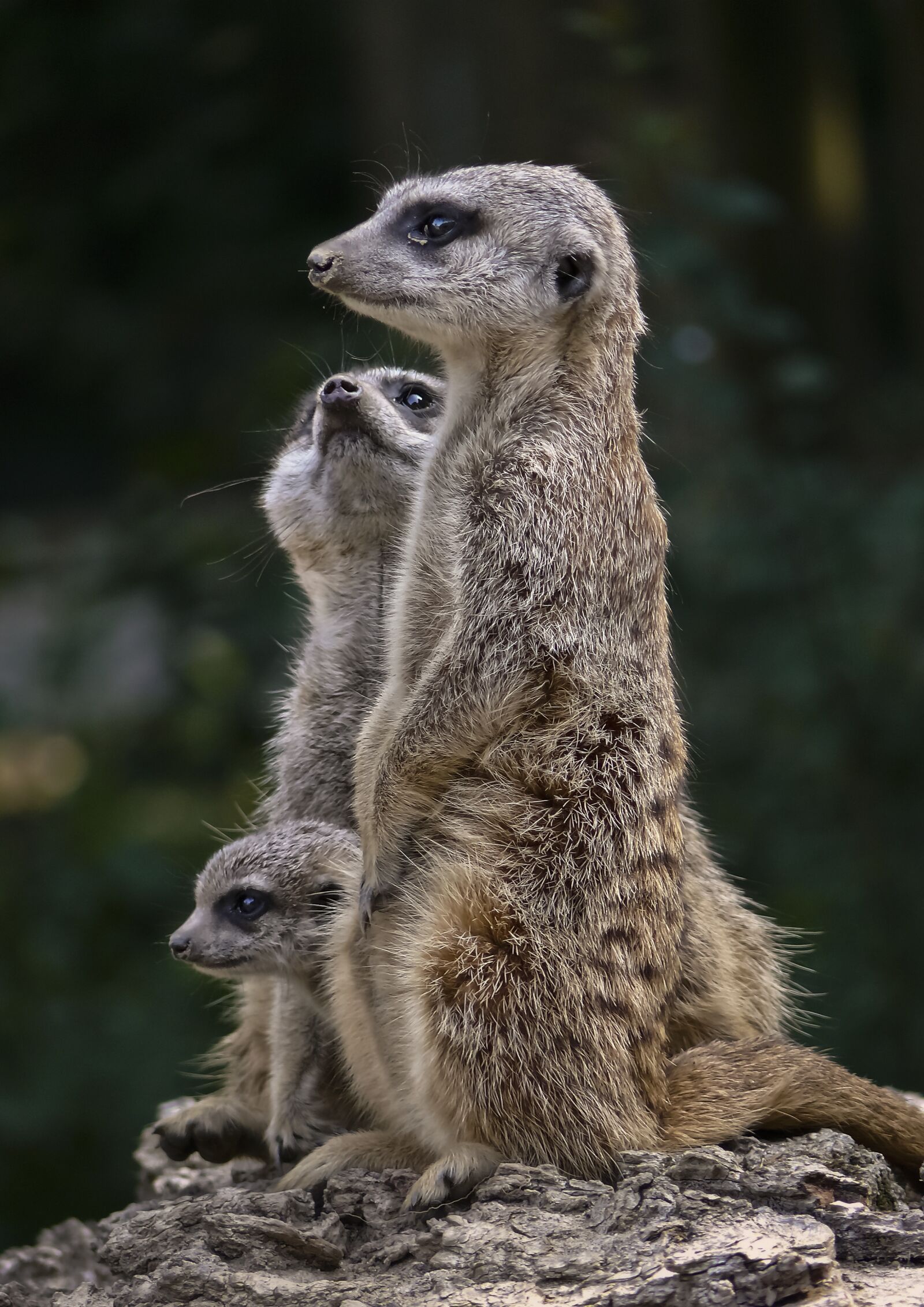 Panasonic DMC-FZ50 sample photo. Fauna, suricate, mongoose photography