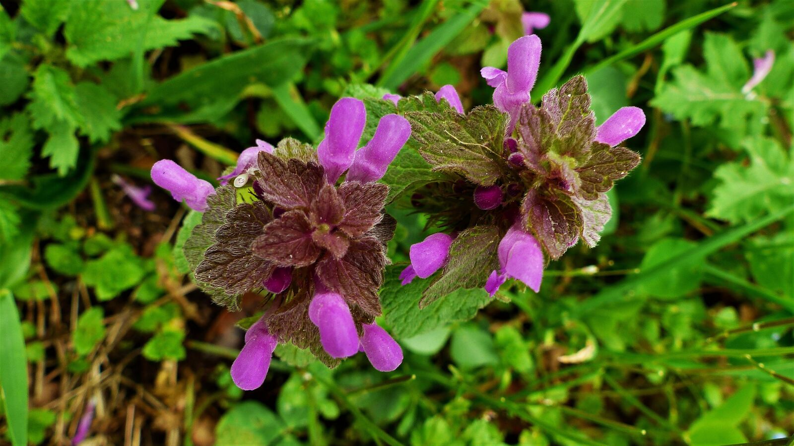 Panasonic Lumix DMC-FZ200 sample photo. Nature, plant, flower photography