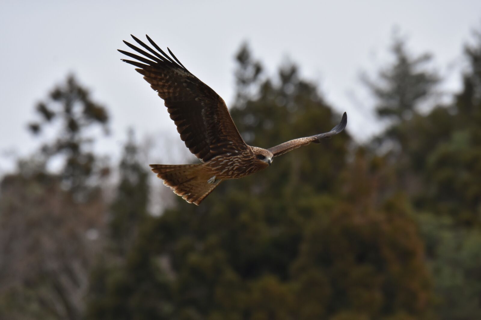 Nikon D7200 sample photo. Animal, forest, bird photography