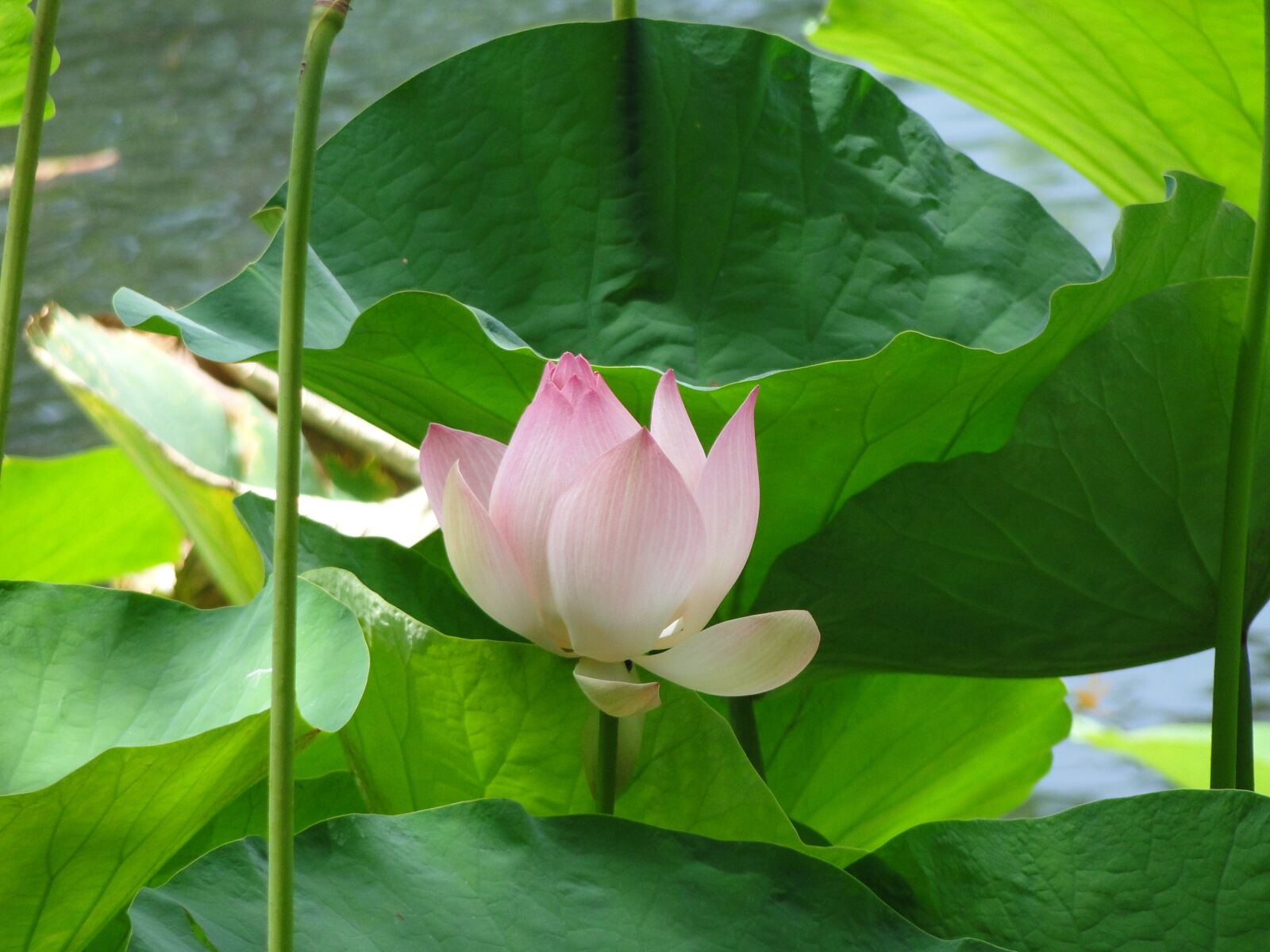 Sony Cyber-shot DSC-HX1 sample photo. Flower, lilly, lotus photography