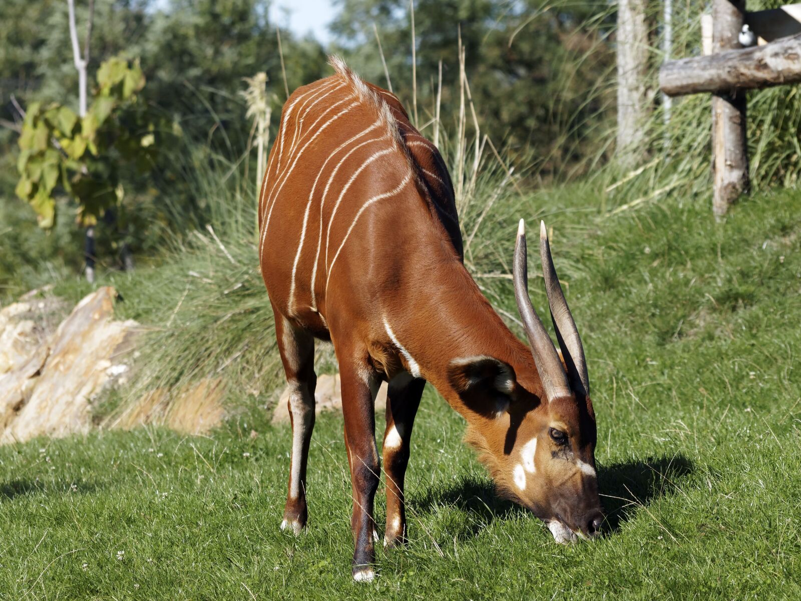 Olympus Zuiko Digital ED 70-300mm F4.0-5.6 sample photo. Bongo, animal, cattle photography