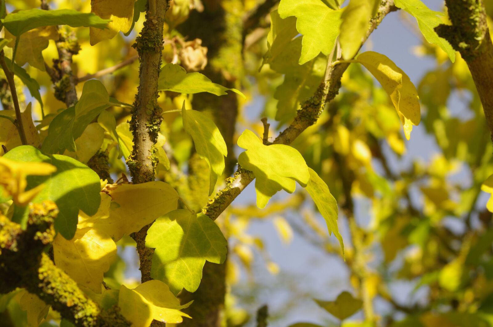 Pentax K-x sample photo. Autumn, yellow, nature photography