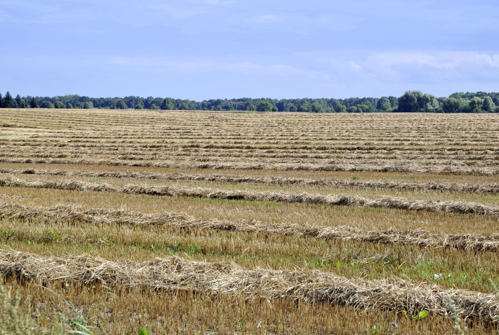 Pentax K-S2 sample photo. Harvest, harvest festival, stubble photography