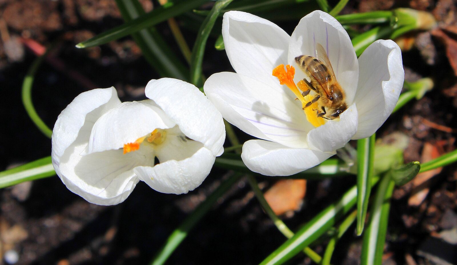 Canon EOS 1200D (EOS Rebel T5 / EOS Kiss X70 / EOS Hi) sample photo. Krokus, bee, insect photography