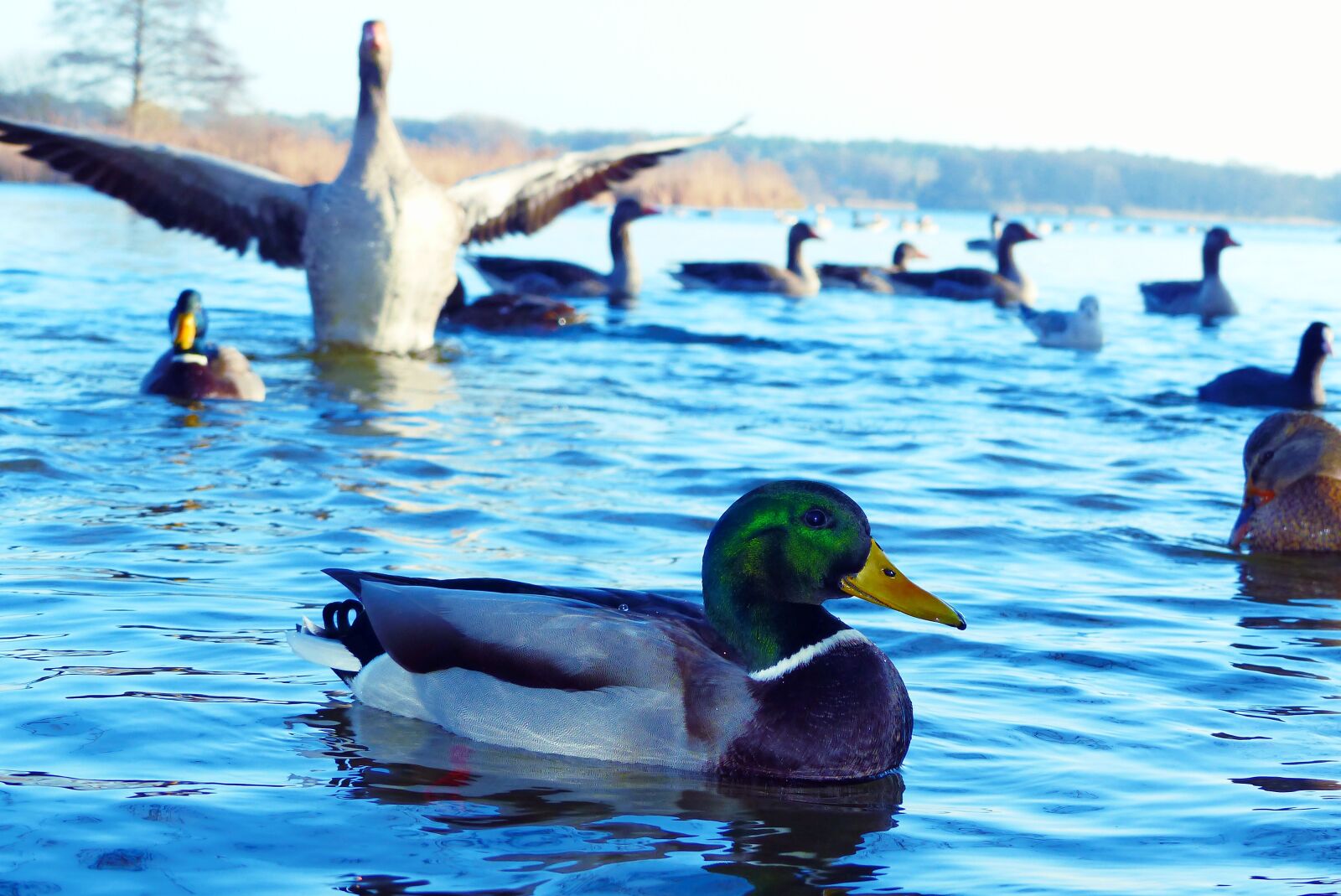 Panasonic Lumix DMC-FZ200 sample photo. Mallard duck, tom, water photography