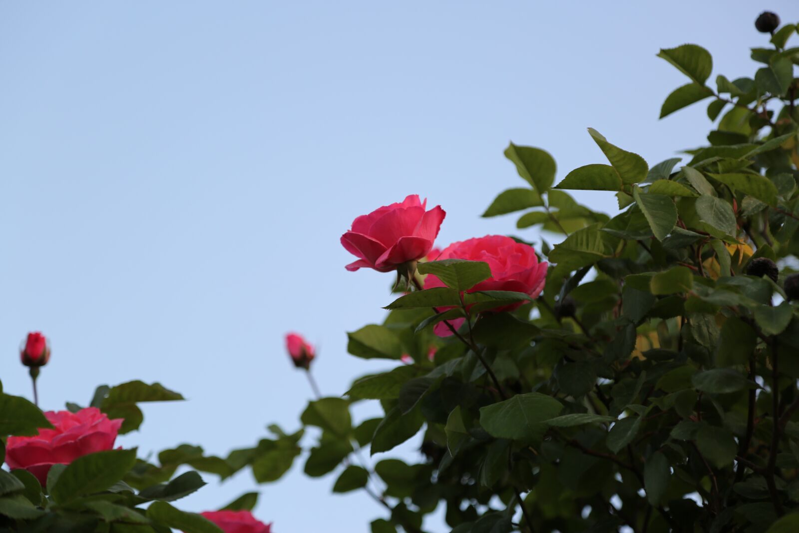 Canon EF 24-105mm F4L IS USM sample photo. Rose, red rose, flower photography