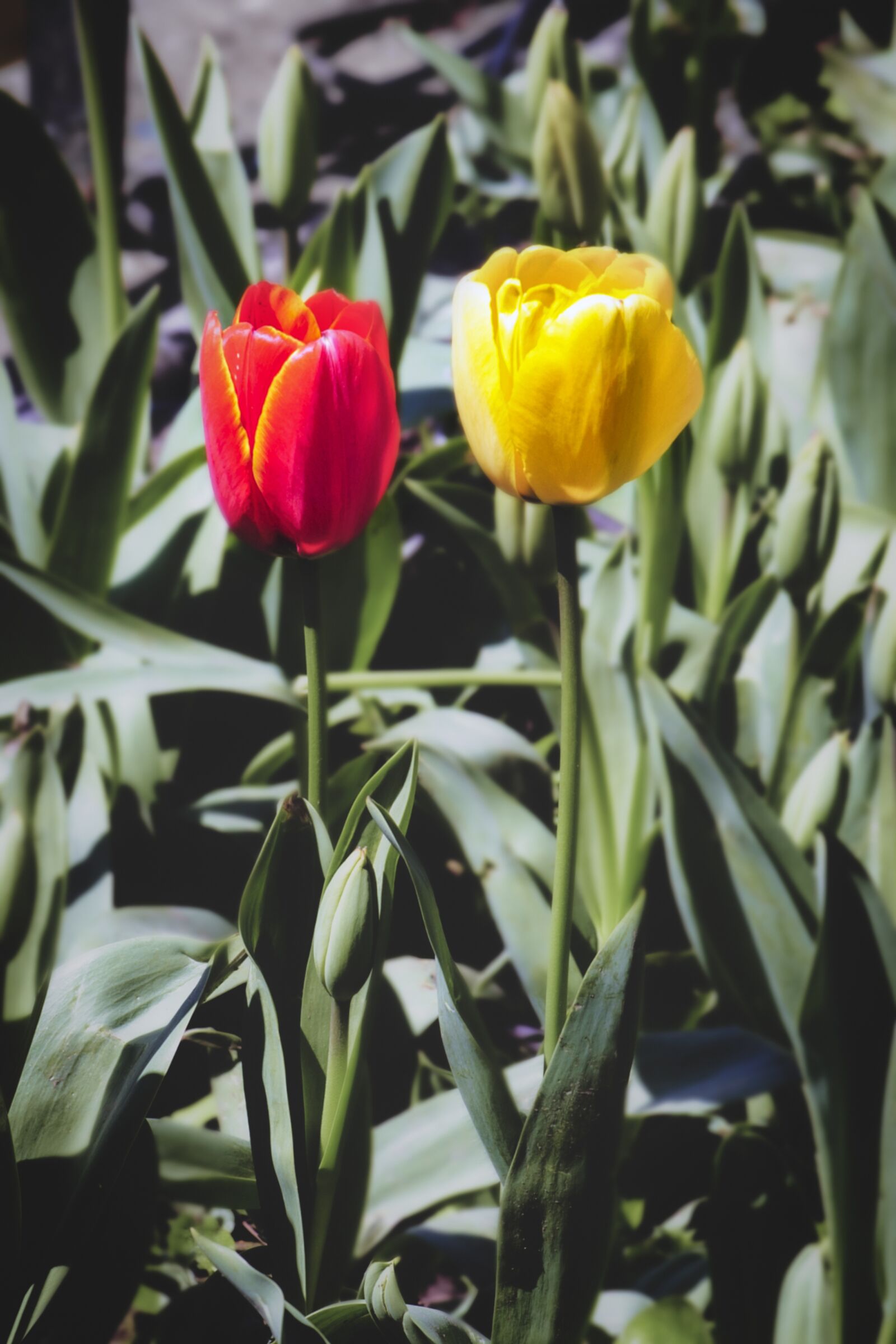 Nikon D3S sample photo. Tulip, flower, plant photography