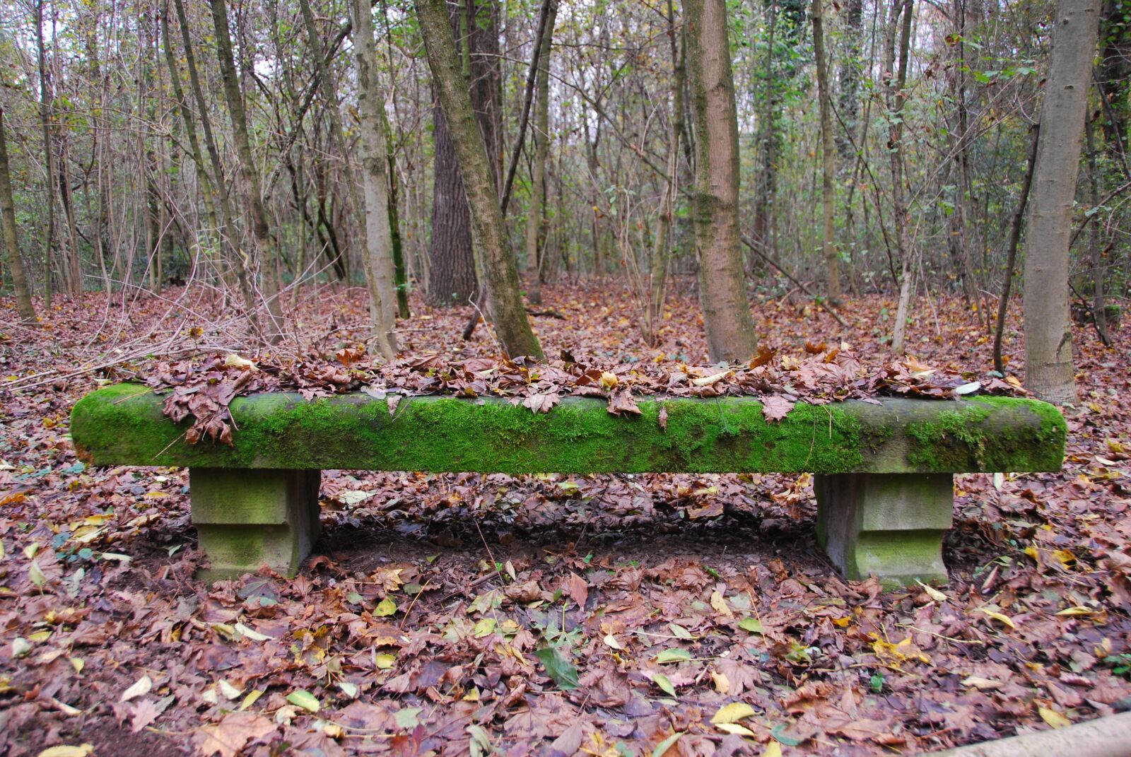 Nikon D80 sample photo. Bench, moss, autumn photography