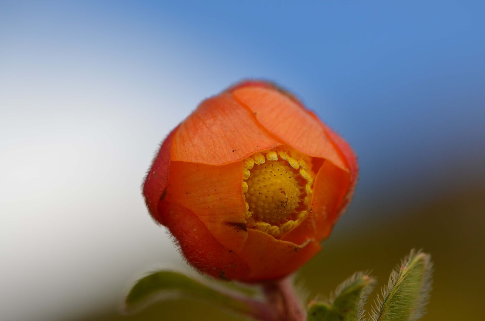 Nikon D5100 sample photo. Ranunculaceae, montane forest, peruvian photography