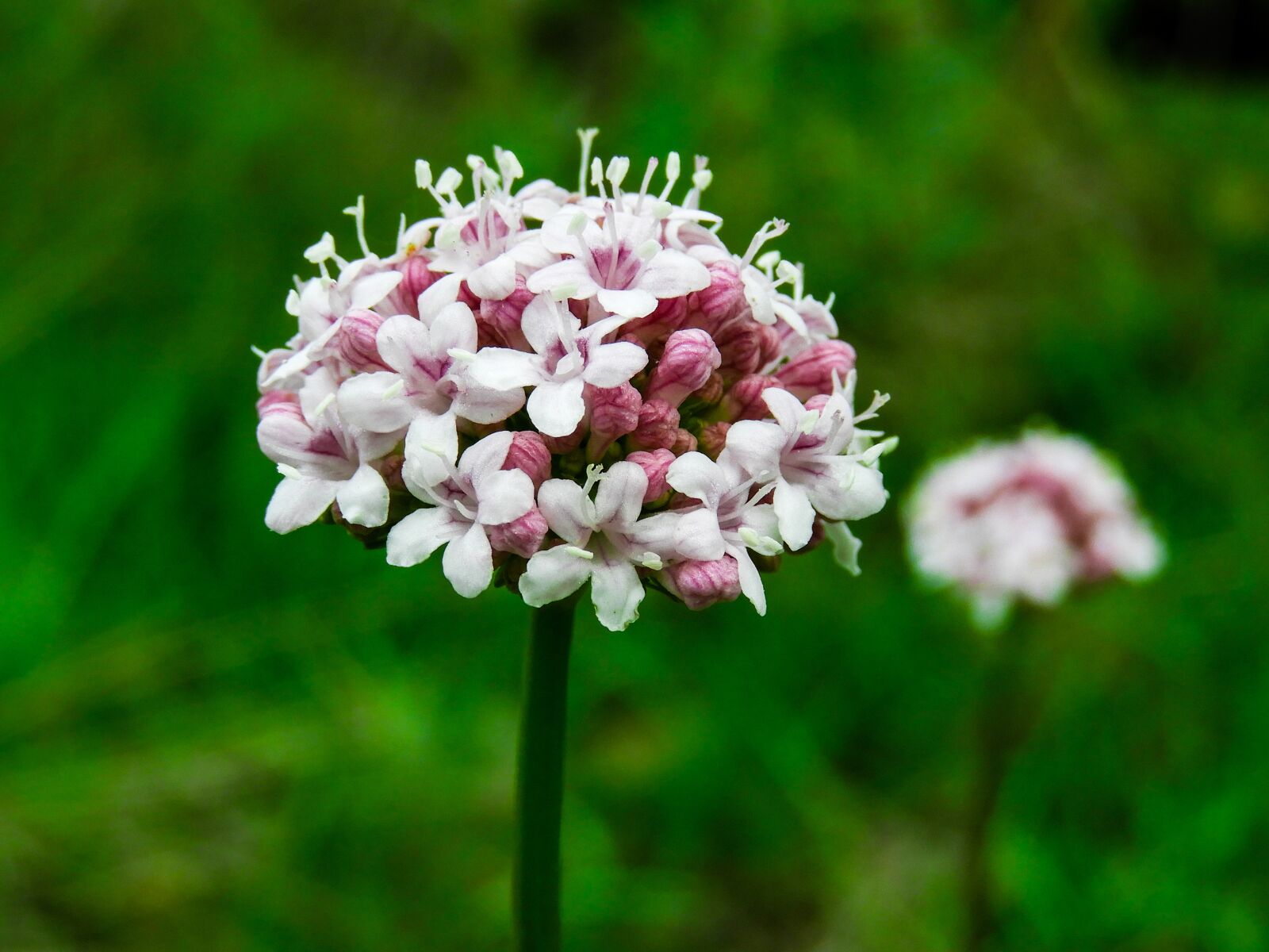 Nikon Coolpix B700 sample photo. Flower, spring, beautiful photography