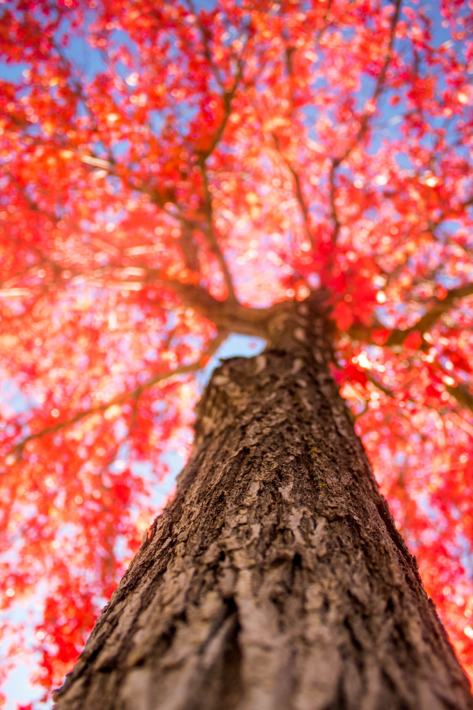 Canon EOS 1300D (EOS Rebel T6 / EOS Kiss X80) sample photo. Tree, red, fall photography