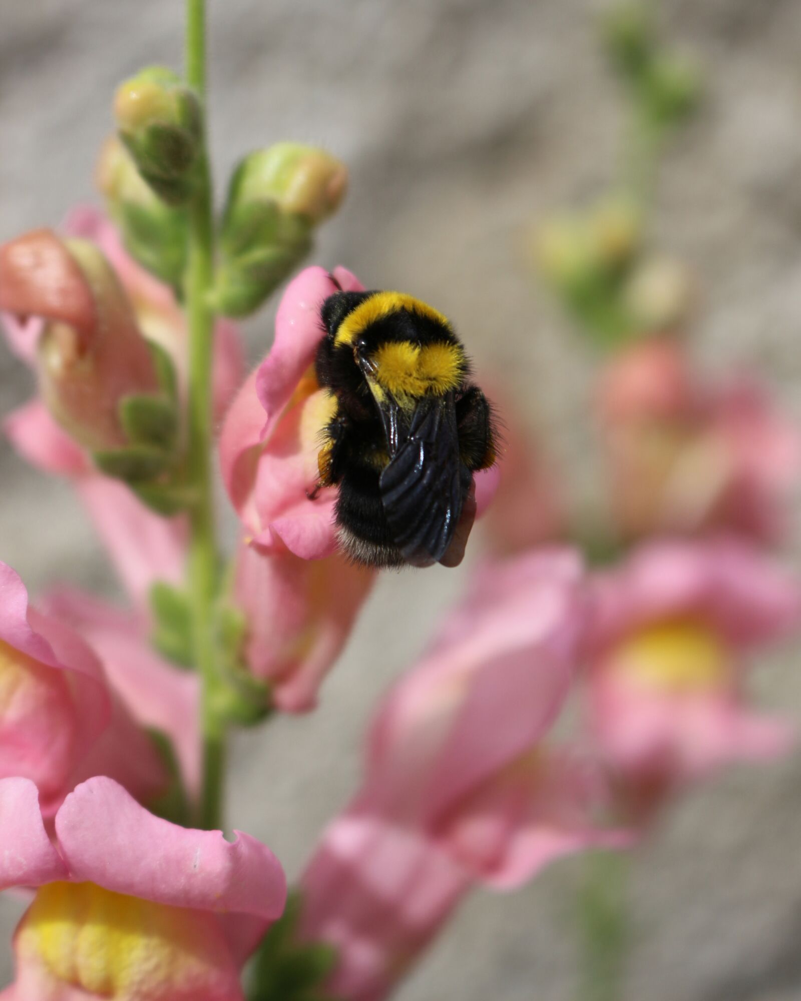 Canon EOS 700D (EOS Rebel T5i / EOS Kiss X7i) sample photo. Insect, bumblebee, nature photography