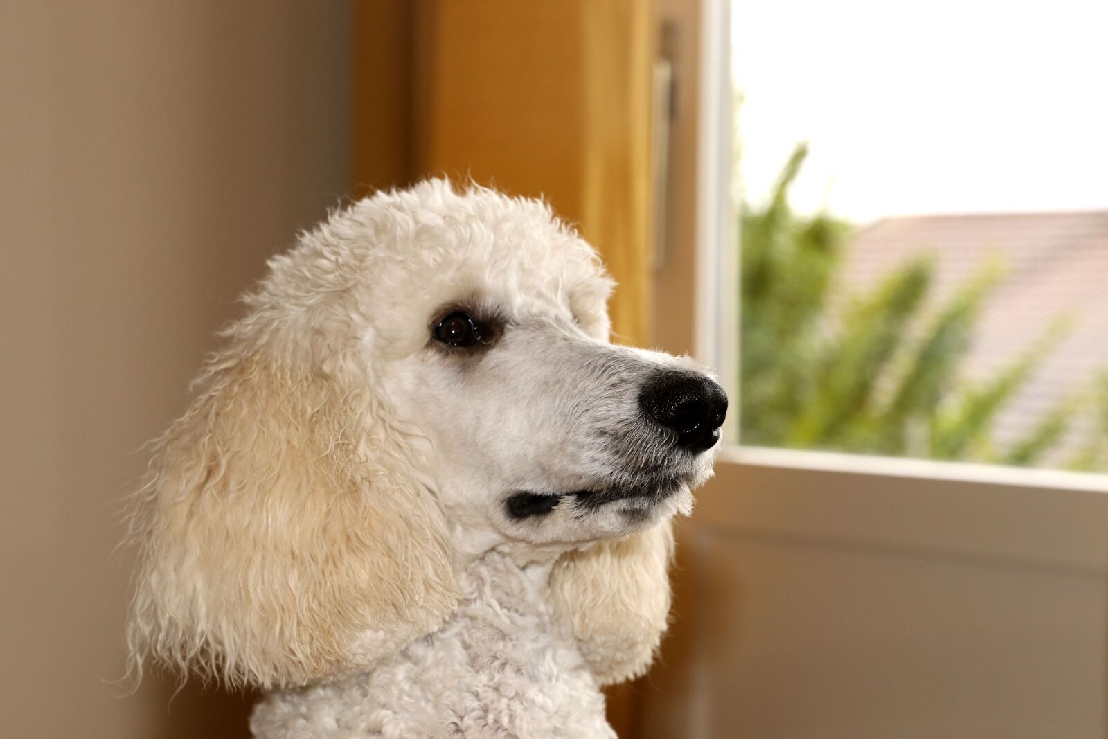 Canon EOS 7D Mark II sample photo. Poodle, dog, animal photography