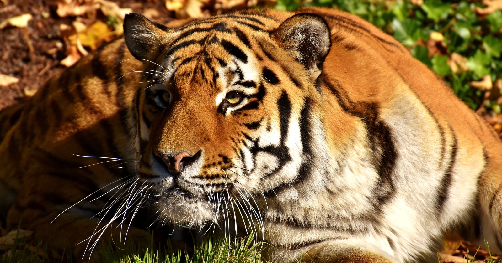 Nikon D7200 sample photo. Tiger, predator, lurking photography
