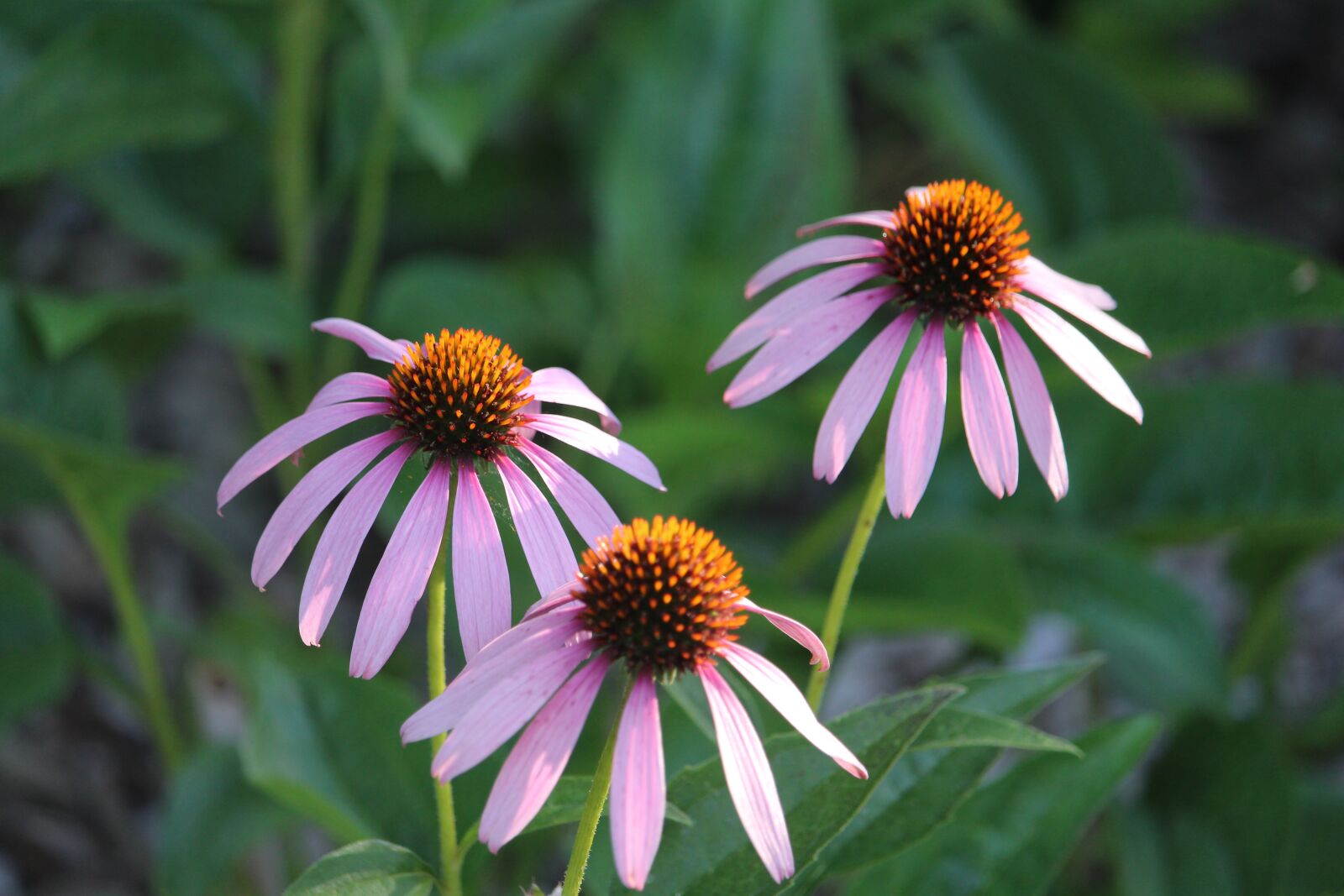 Canon EF-S 55-250mm F4-5.6 IS STM sample photo. Flower, nature, daisy photography