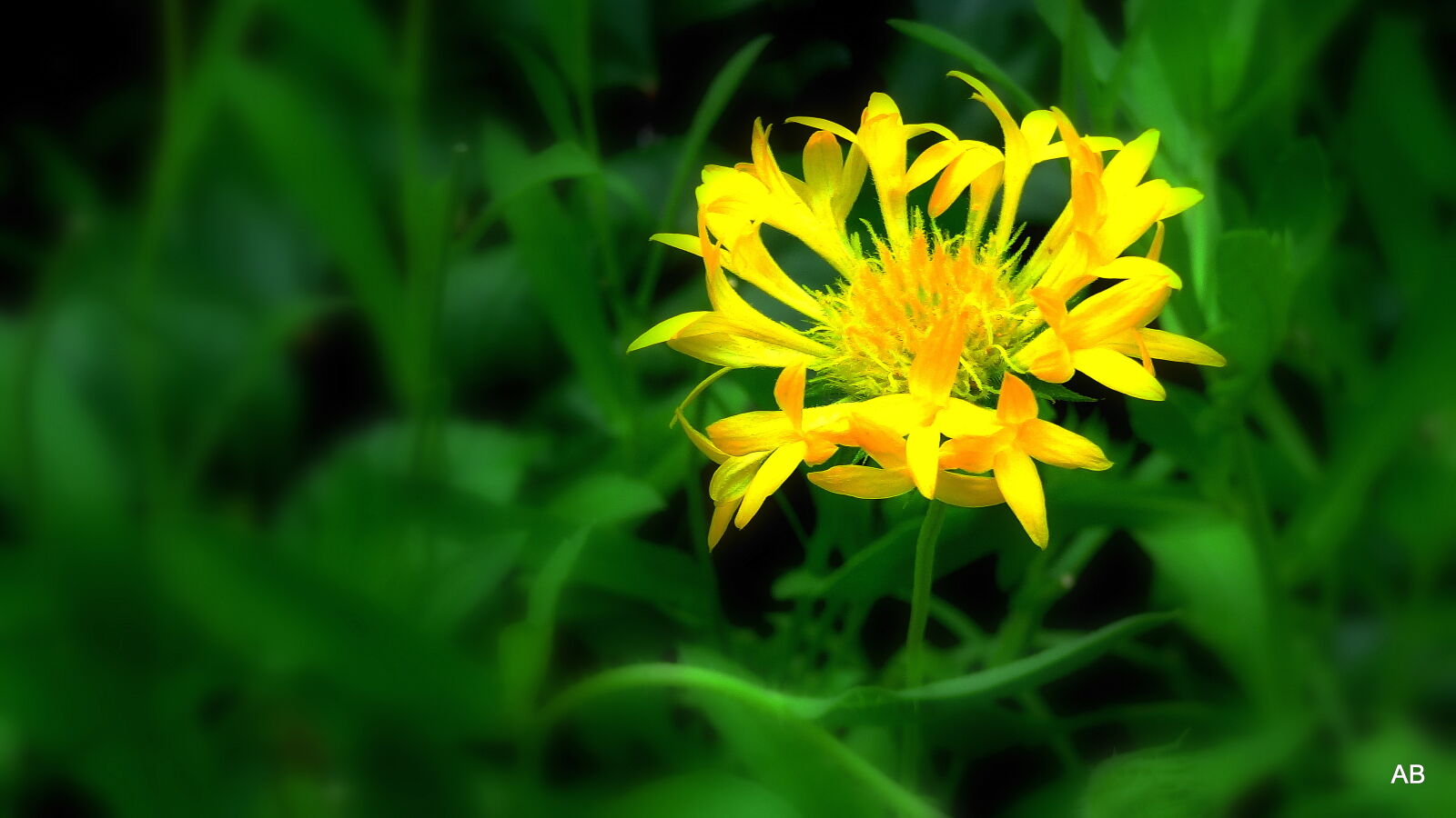 Sony Cyber-shot DSC-HX9V sample photo. Yellow, bunch photography