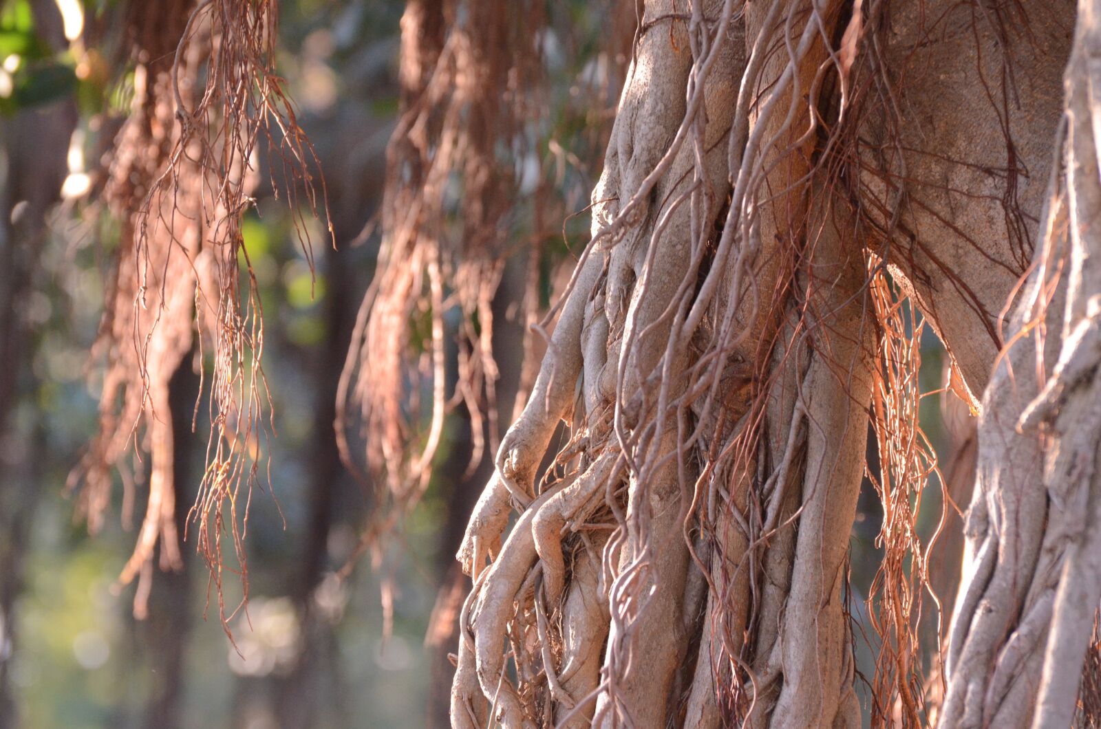 Nikon D7000 sample photo. Tree, brown, nature photography