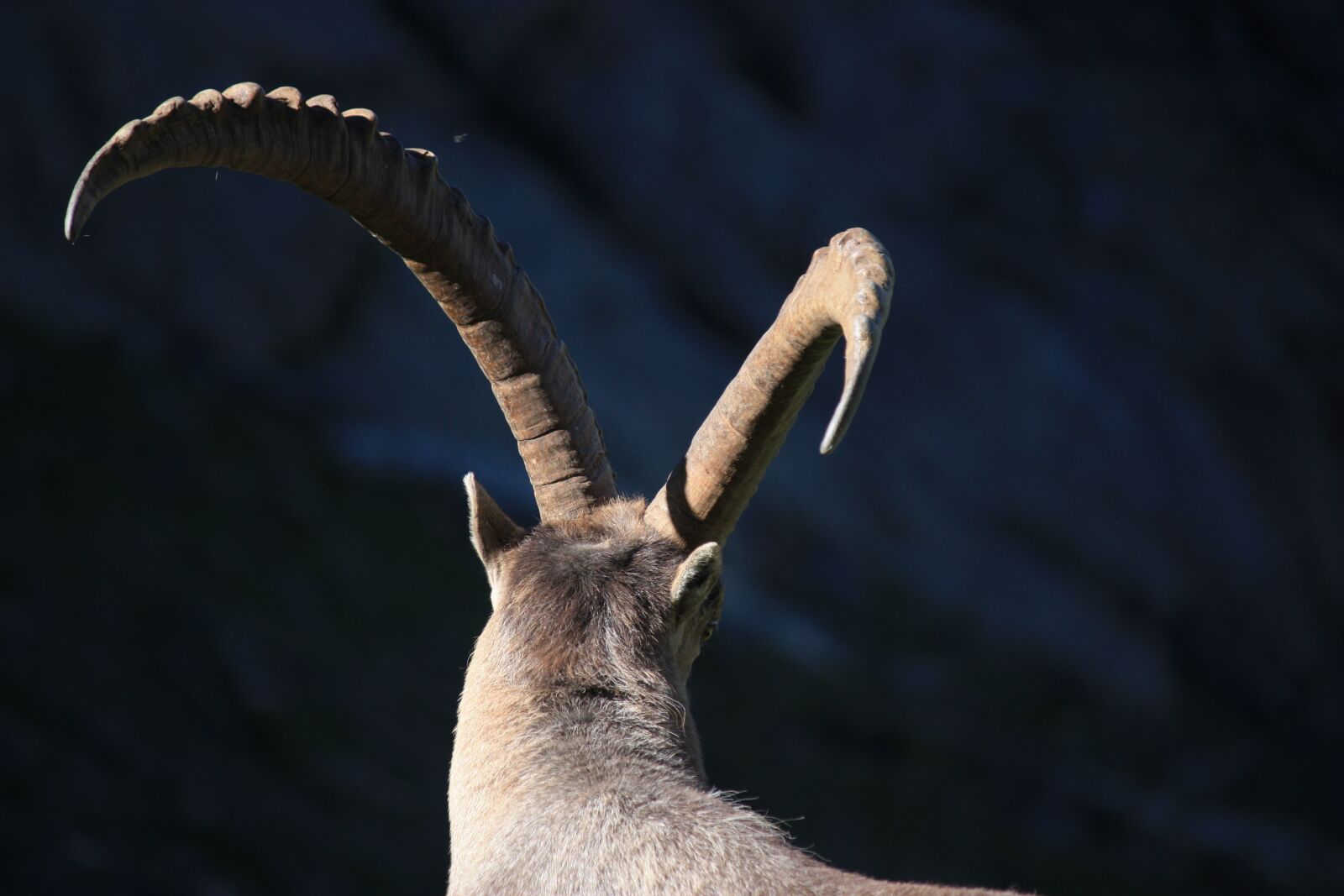 Canon EOS 450D (EOS Rebel XSi / EOS Kiss X2) sample photo. Ibex, horns, animal photography
