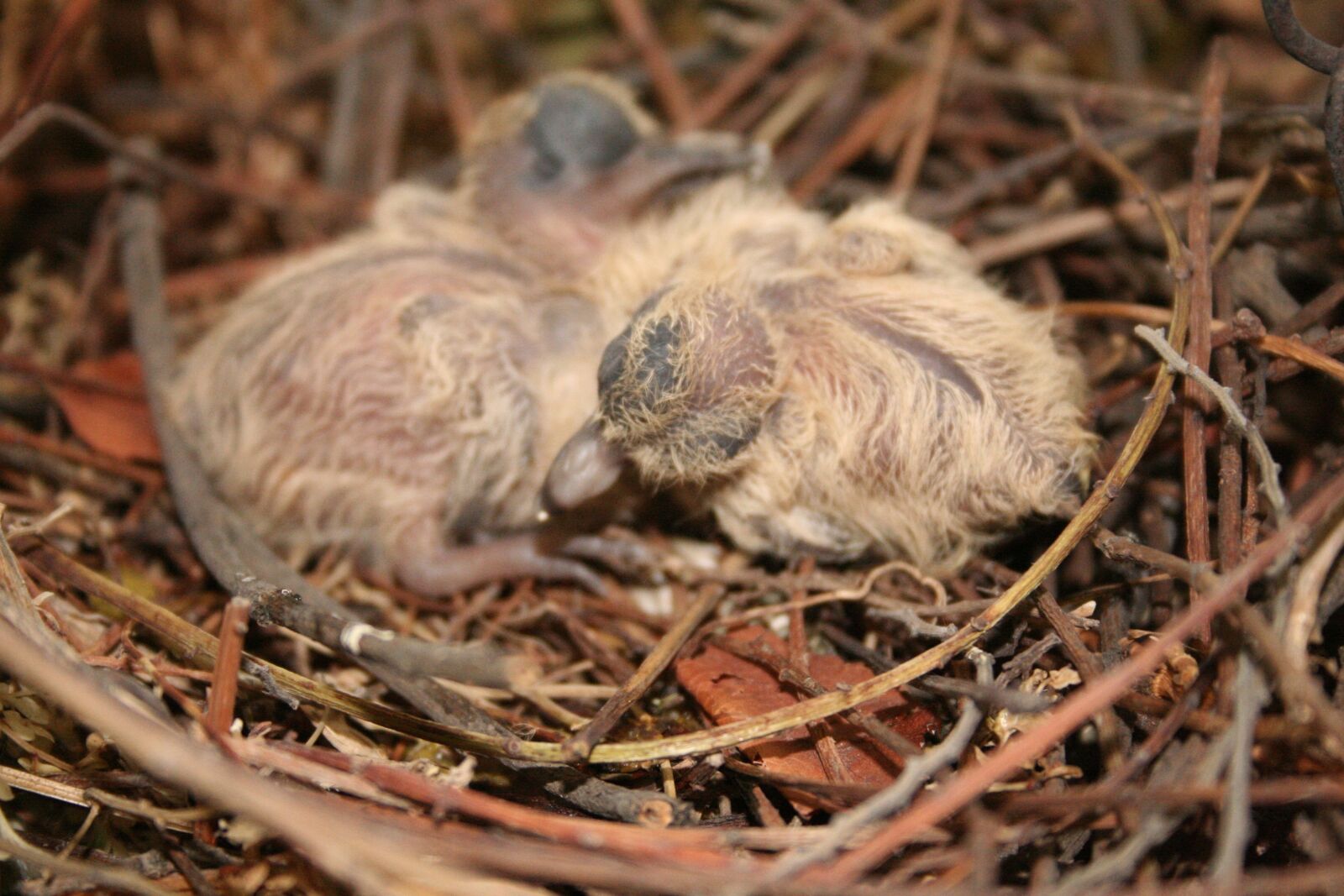 Canon EOS 350D (EOS Digital Rebel XT / EOS Kiss Digital N) sample photo. Birds, chick, newborn photography