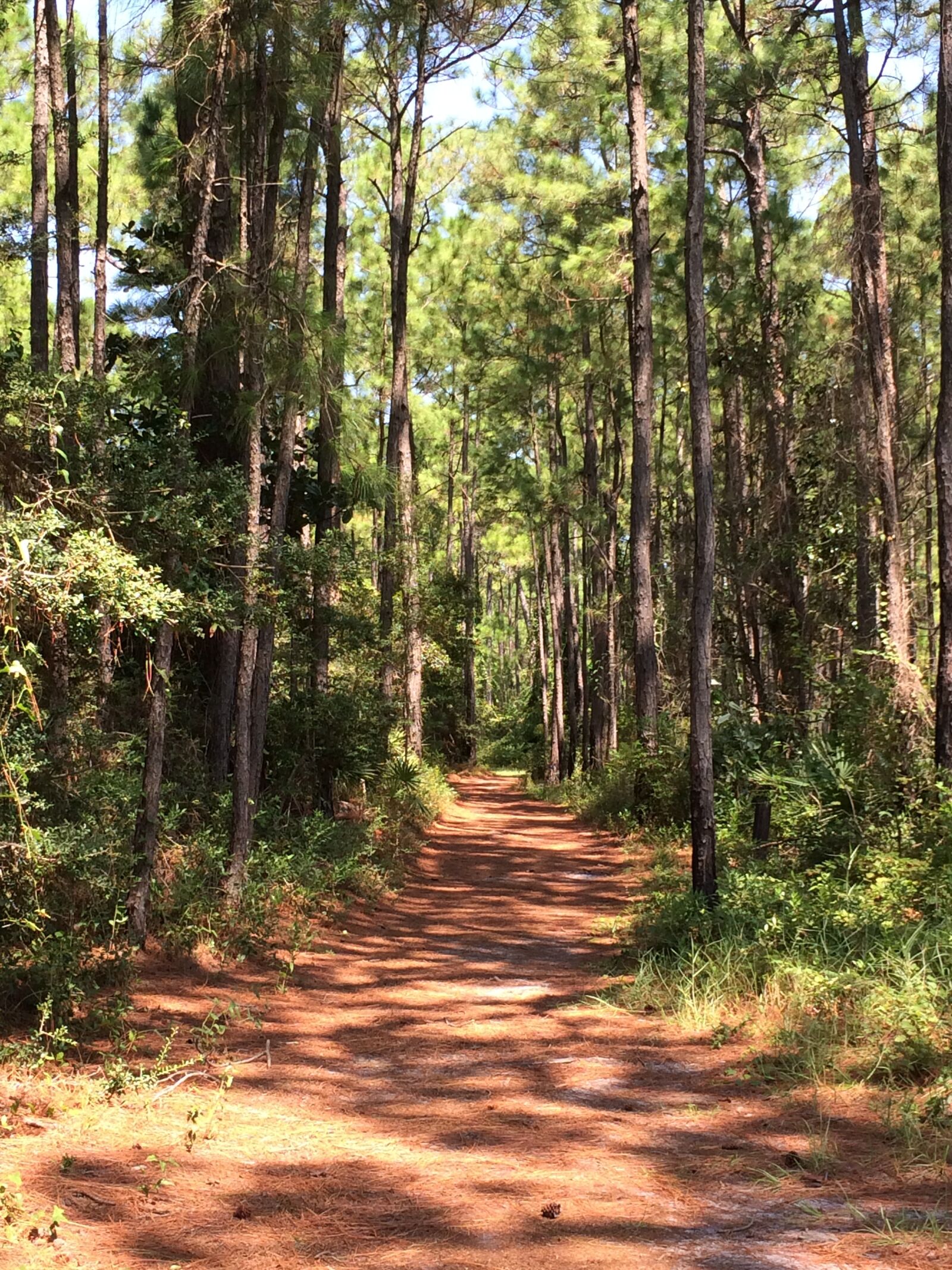 iPhone 5s back camera 4.15mm f/2.2 sample photo. Pathway, nature, outdoor photography