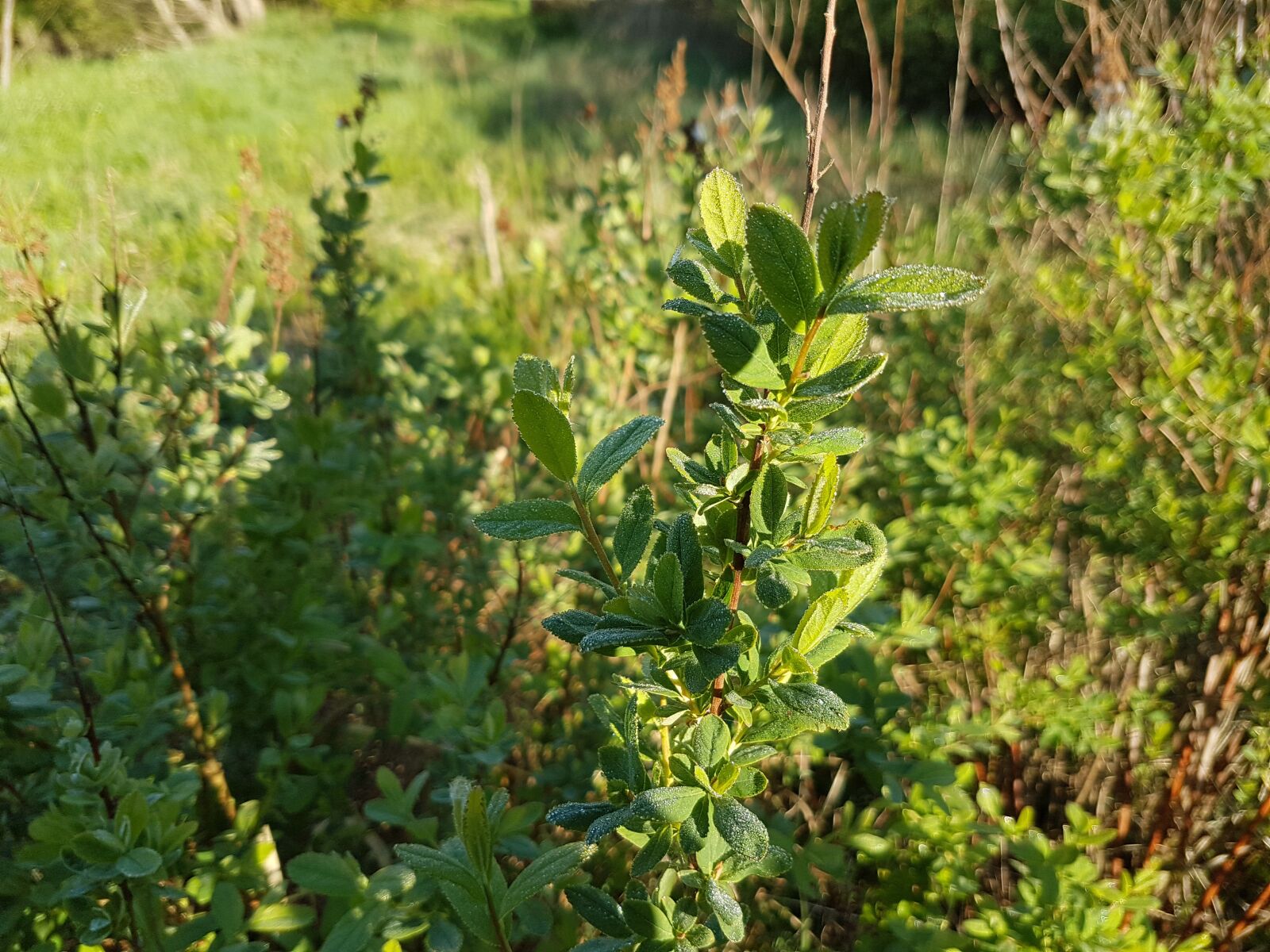 Samsung Galaxy S7 Edge sample photo. Plant, nature, green photography