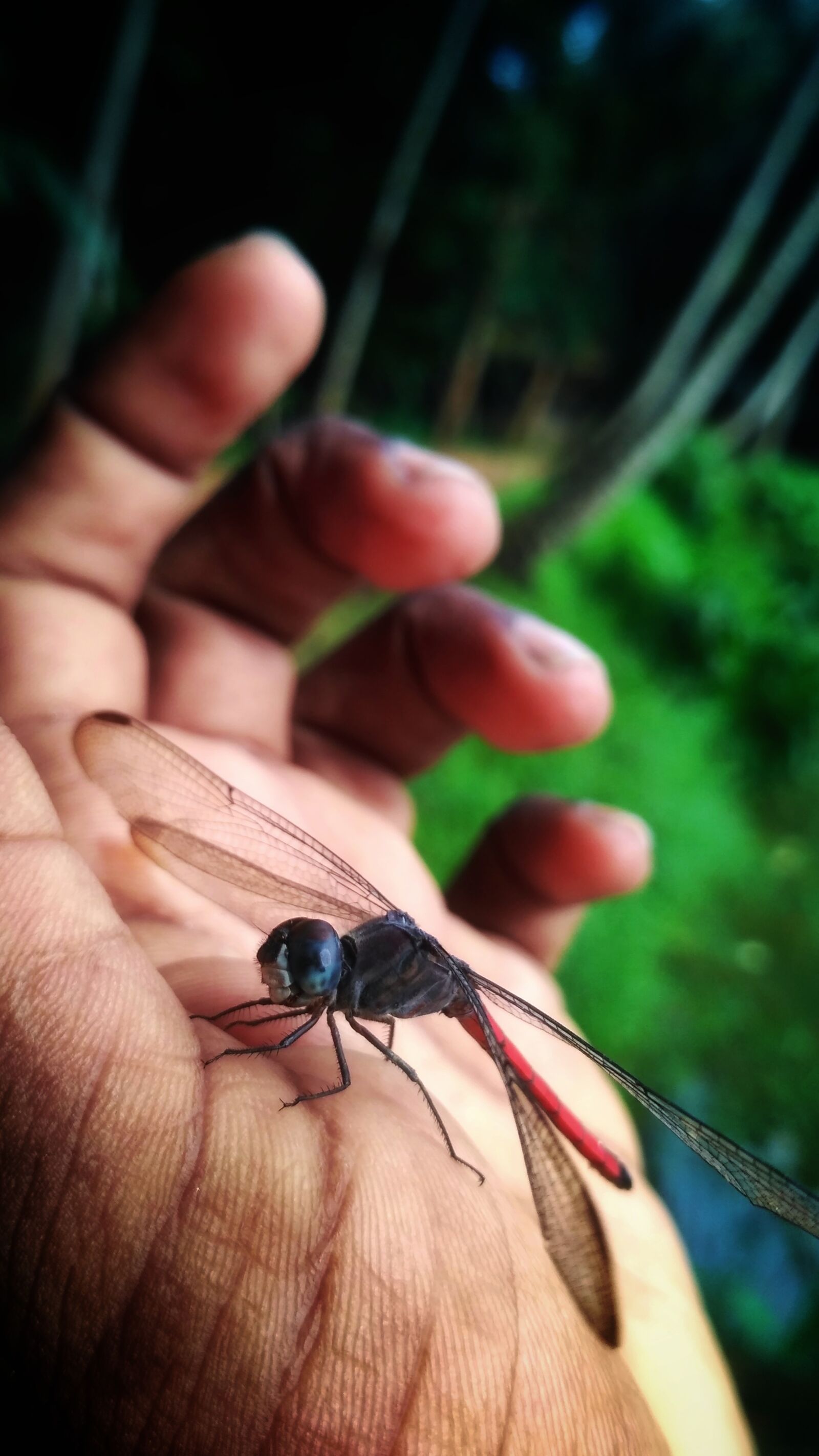 Xiaomi Redmi 3S sample photo. Dragon fly, butterfly, little photography