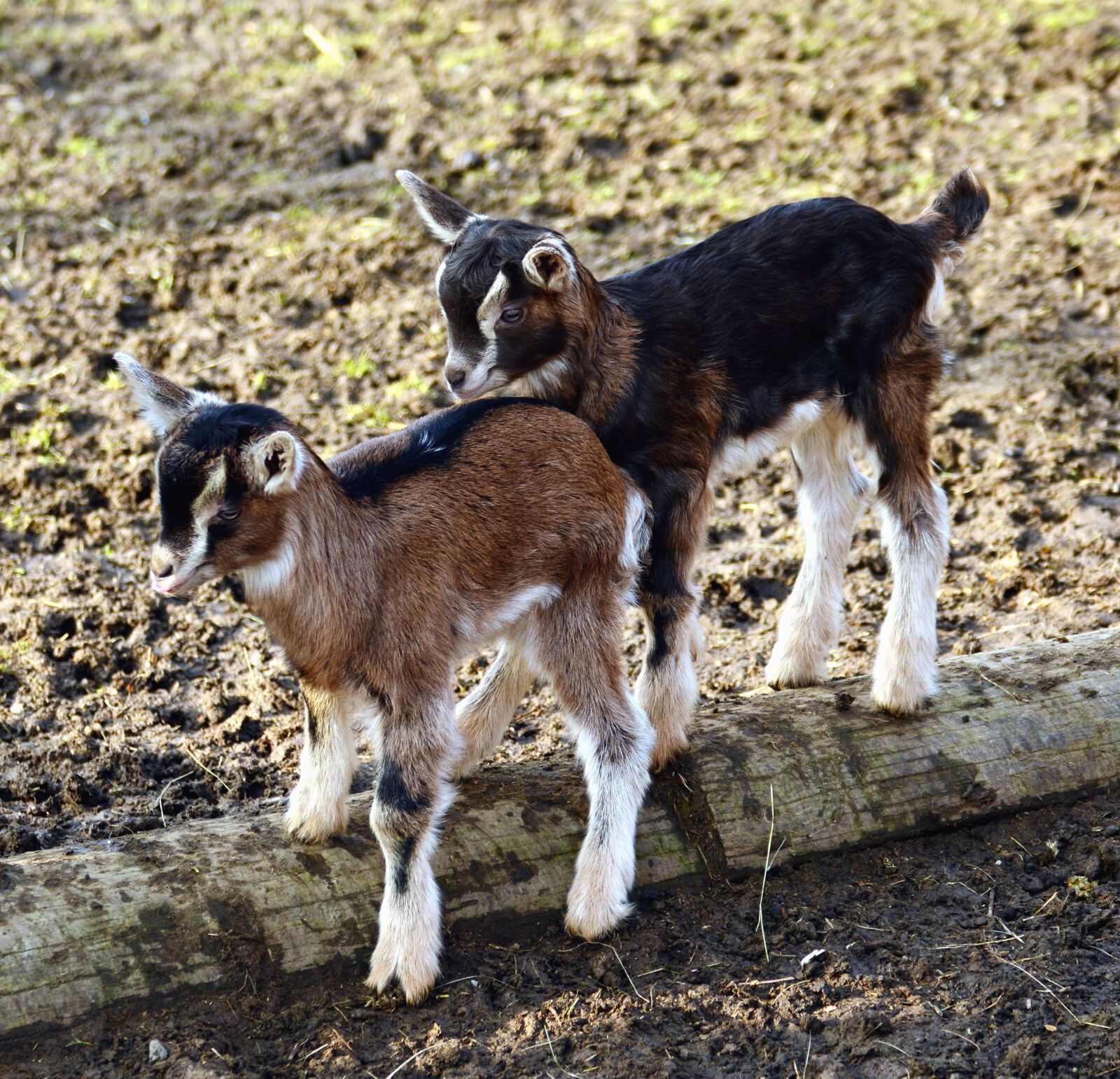 Nikon D5200 sample photo. Goatling, animal, fur, wood photography