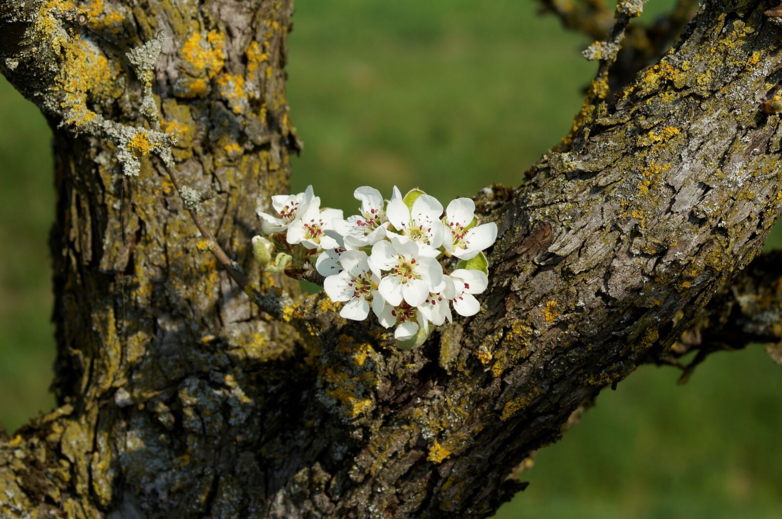 Sony SLT-A57 sample photo. Fruit tree, old tree photography