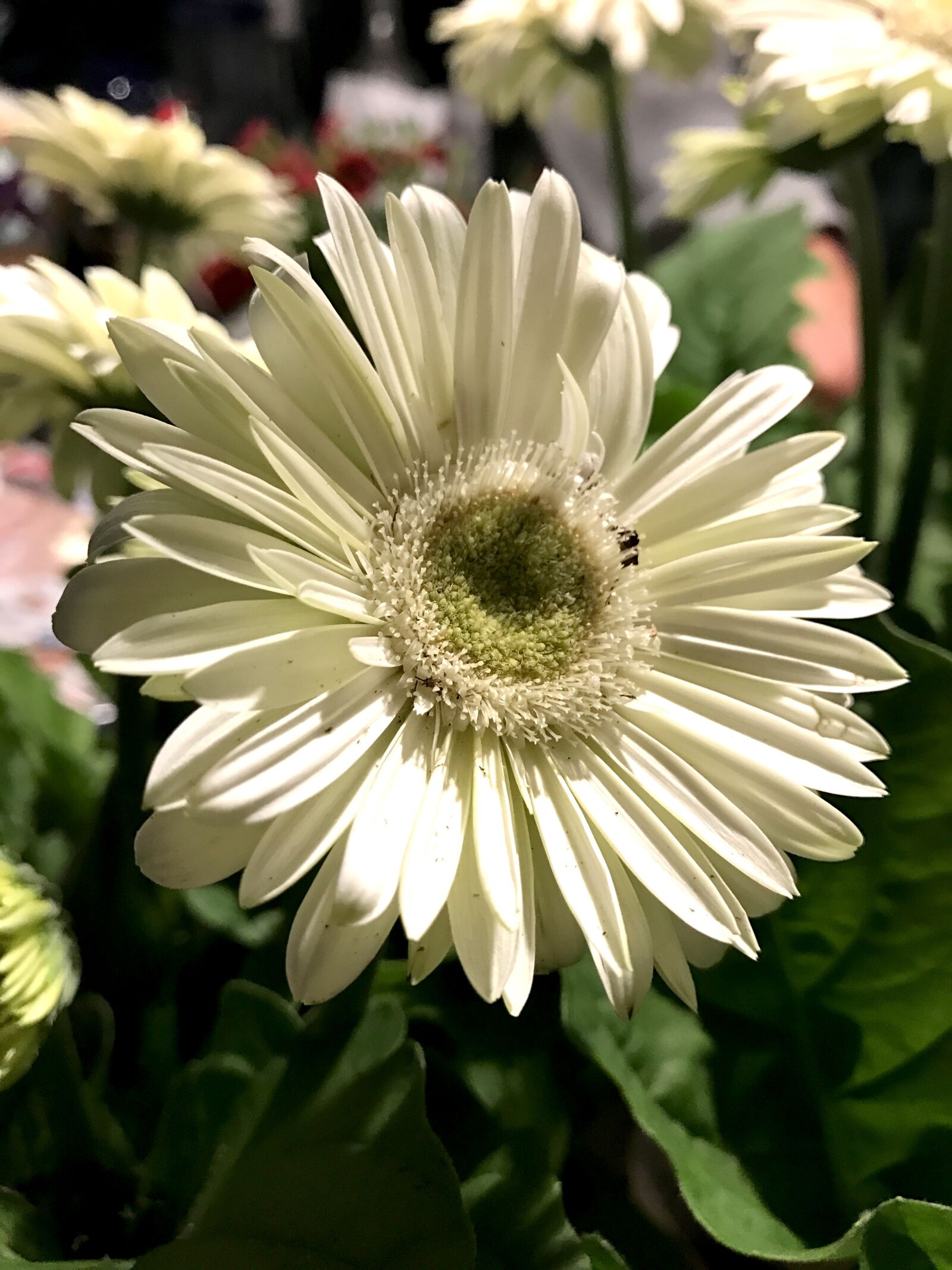 Apple iPhone 7 sample photo. Flower, gerbera daisy, gerbera photography