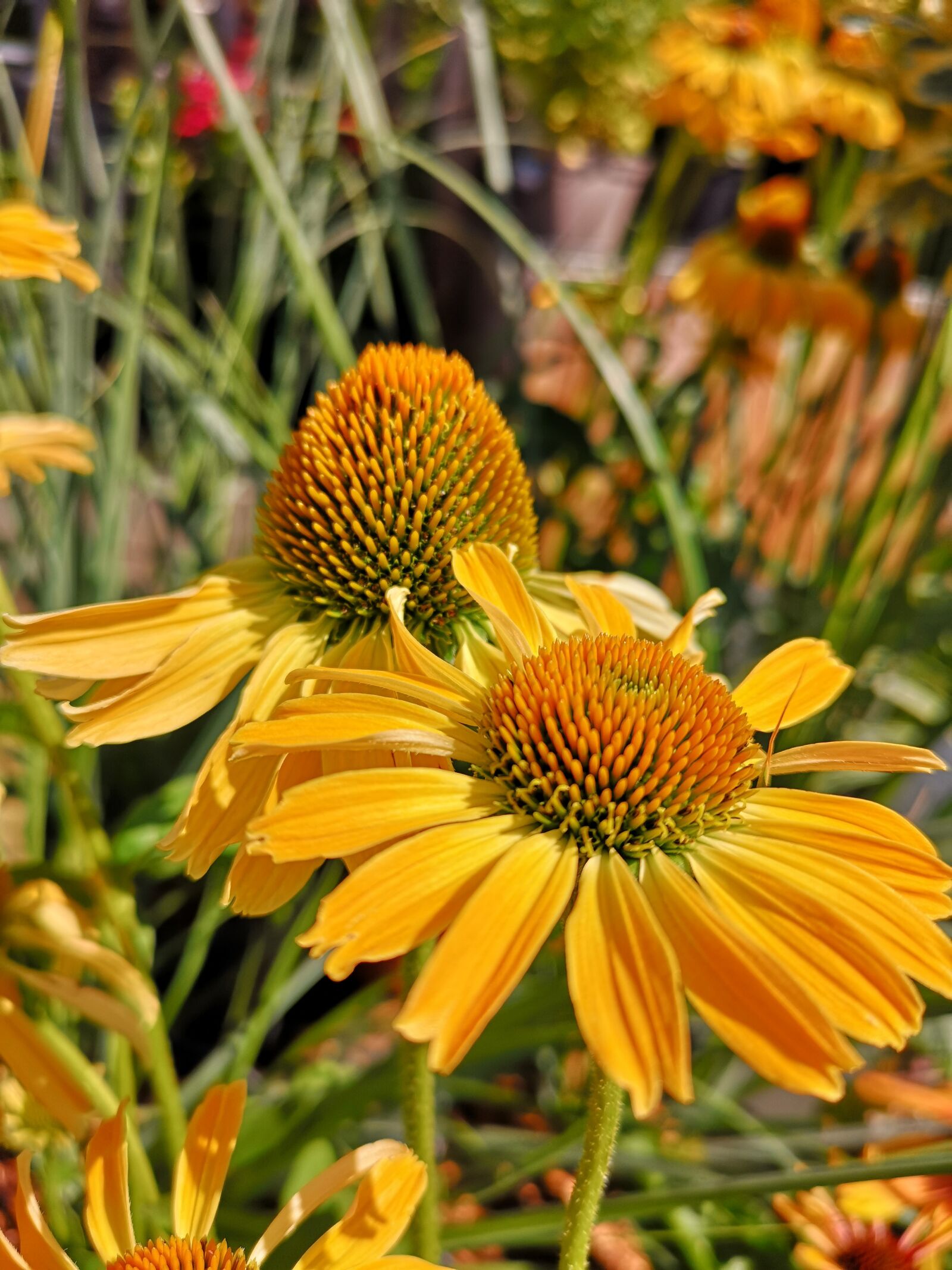 HUAWEI CLT-L29 sample photo. Coneflower, echinacea, yellow photography