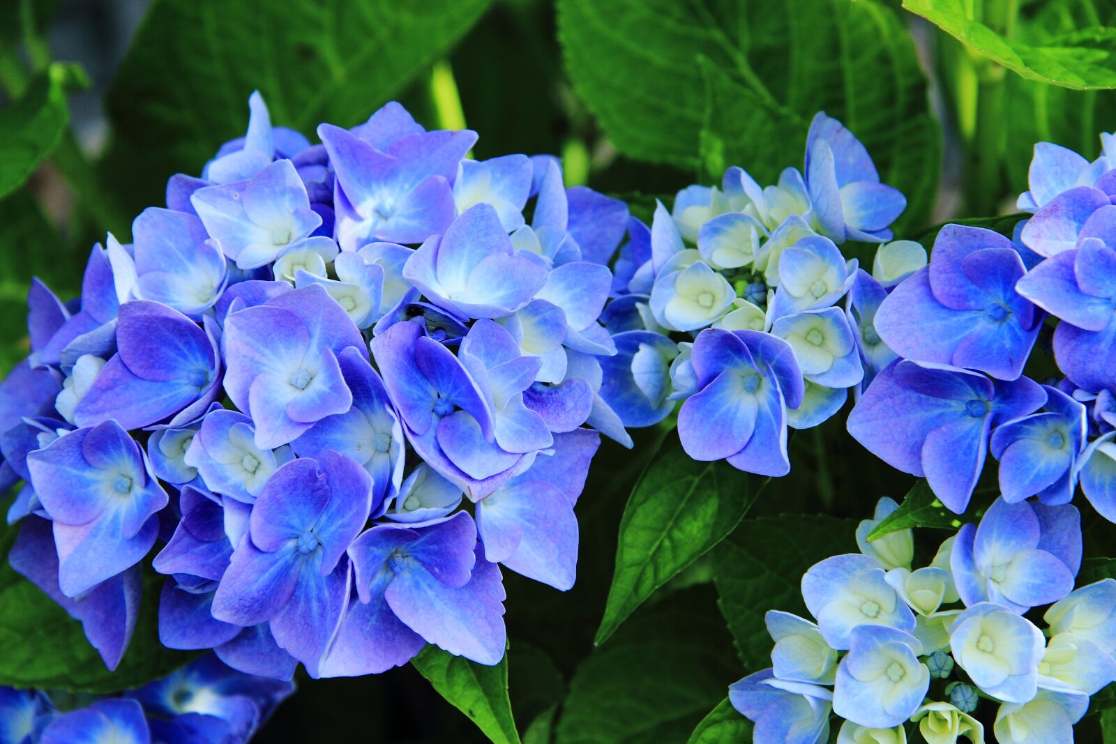 Canon EF-S 17-85mm F4-5.6 IS USM sample photo. Hydrangea, flowers, inflorescence photography