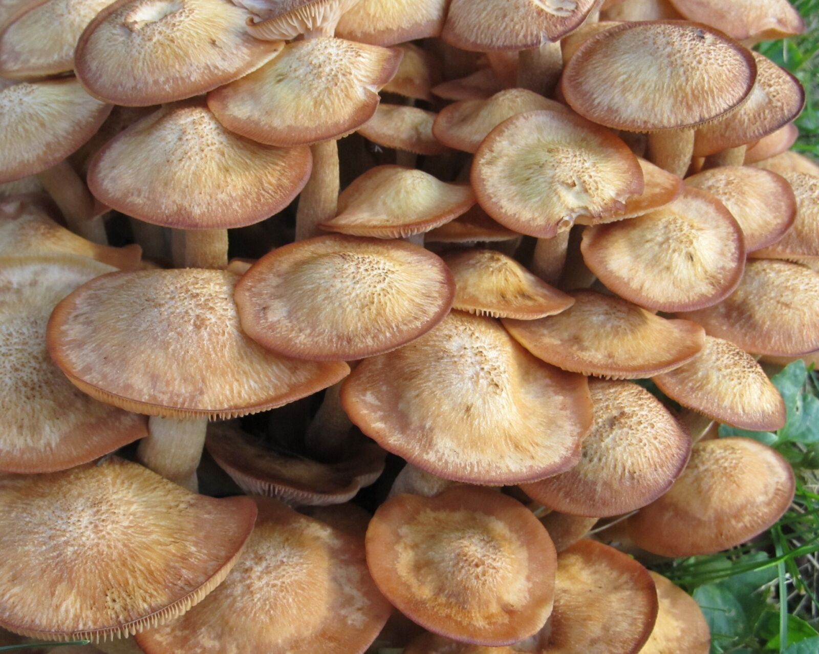 Canon PowerShot SX130 IS sample photo. Mushrooms, fungii, forest photography