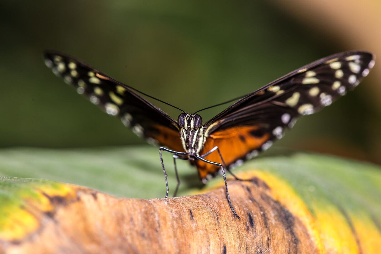 Nikon D600 sample photo. Butterfly, flower, insect photography