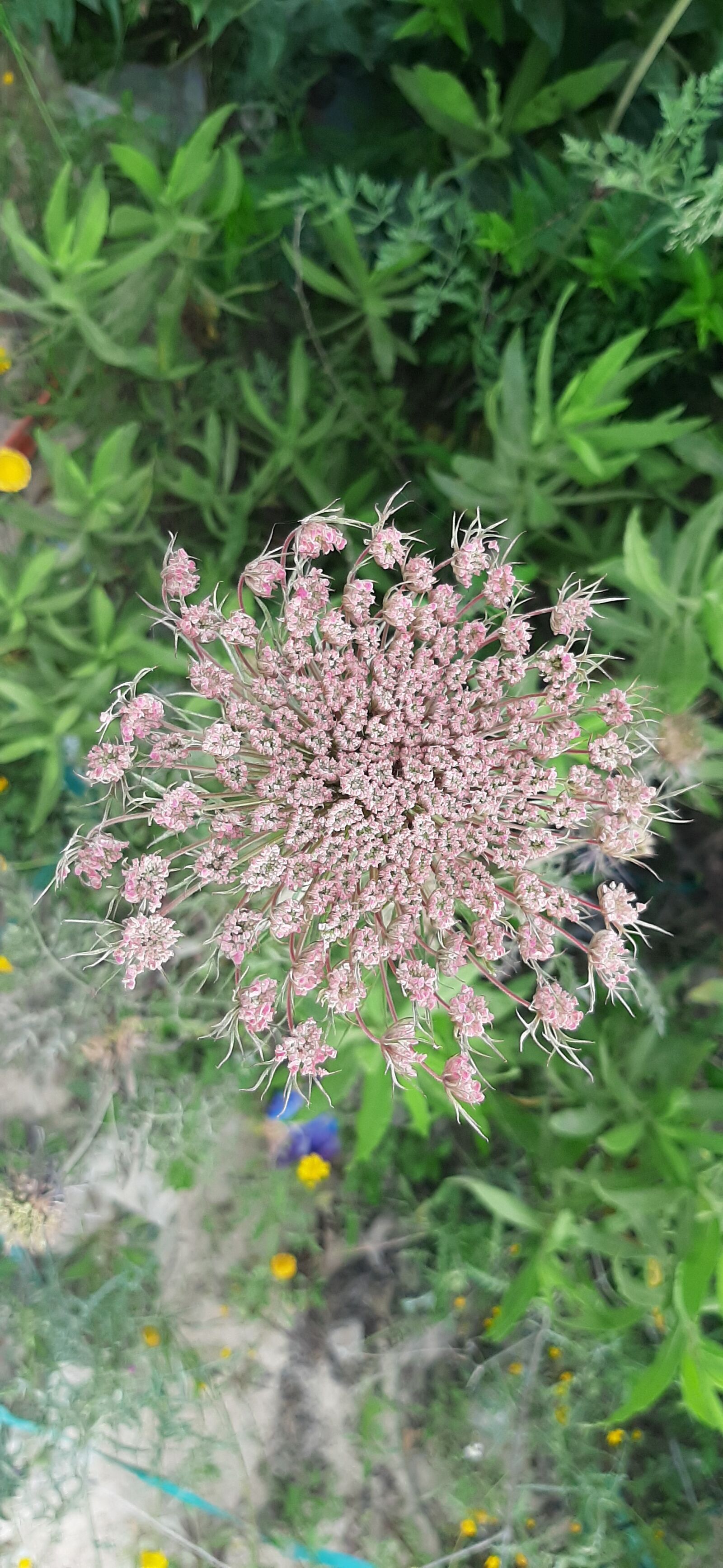 Samsung Galaxy A50 sample photo. Fleur, daucus carota l photography