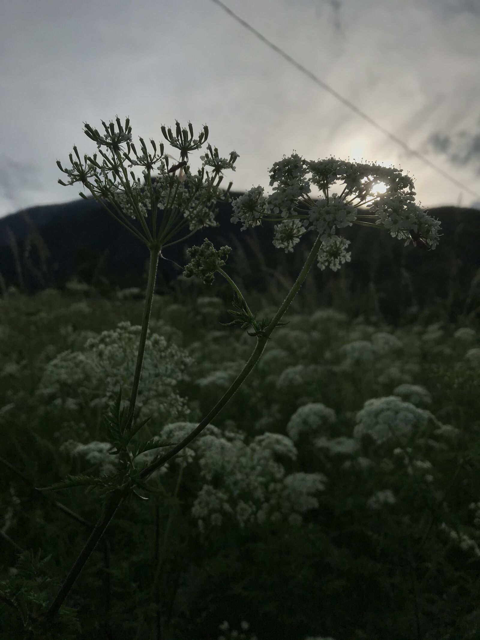 Apple iPad Pro (12.9-inch) (2nd generation) sample photo. Mount, mountain, flora photography