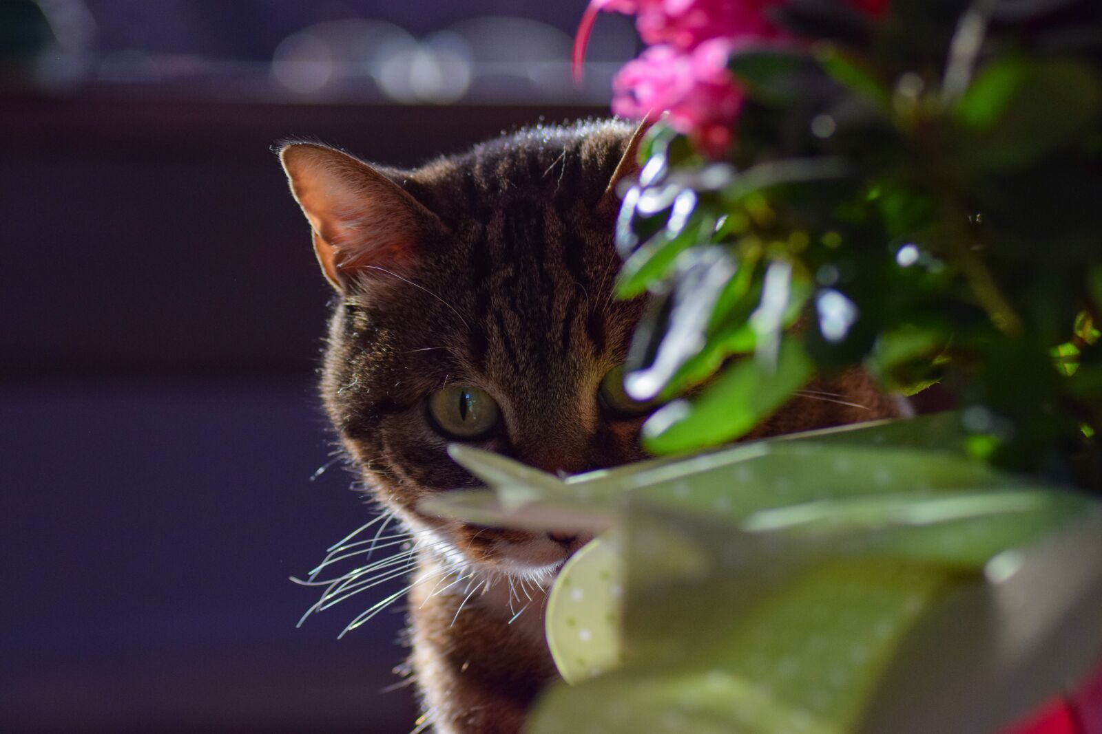 Nikon D5300 sample photo. Animals, cat, fur photography