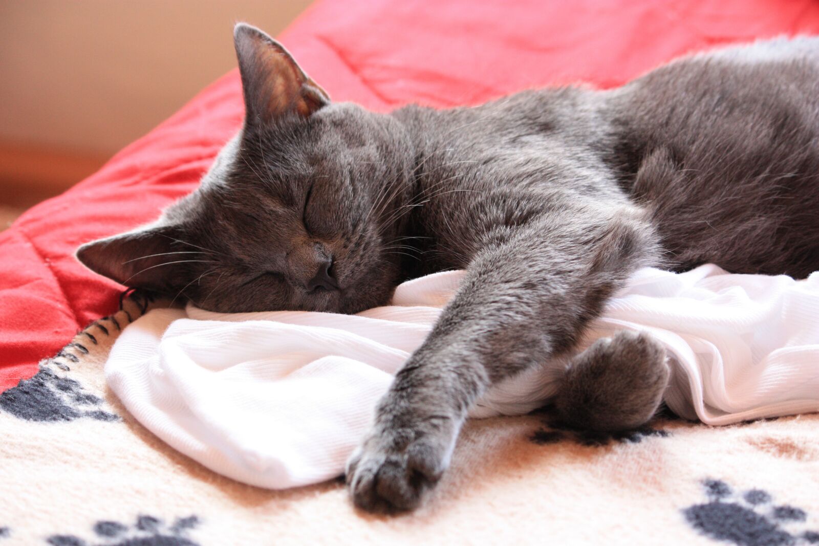 Canon EOS 450D (EOS Rebel XSi / EOS Kiss X2) sample photo. Chartreux, cat, animals photography