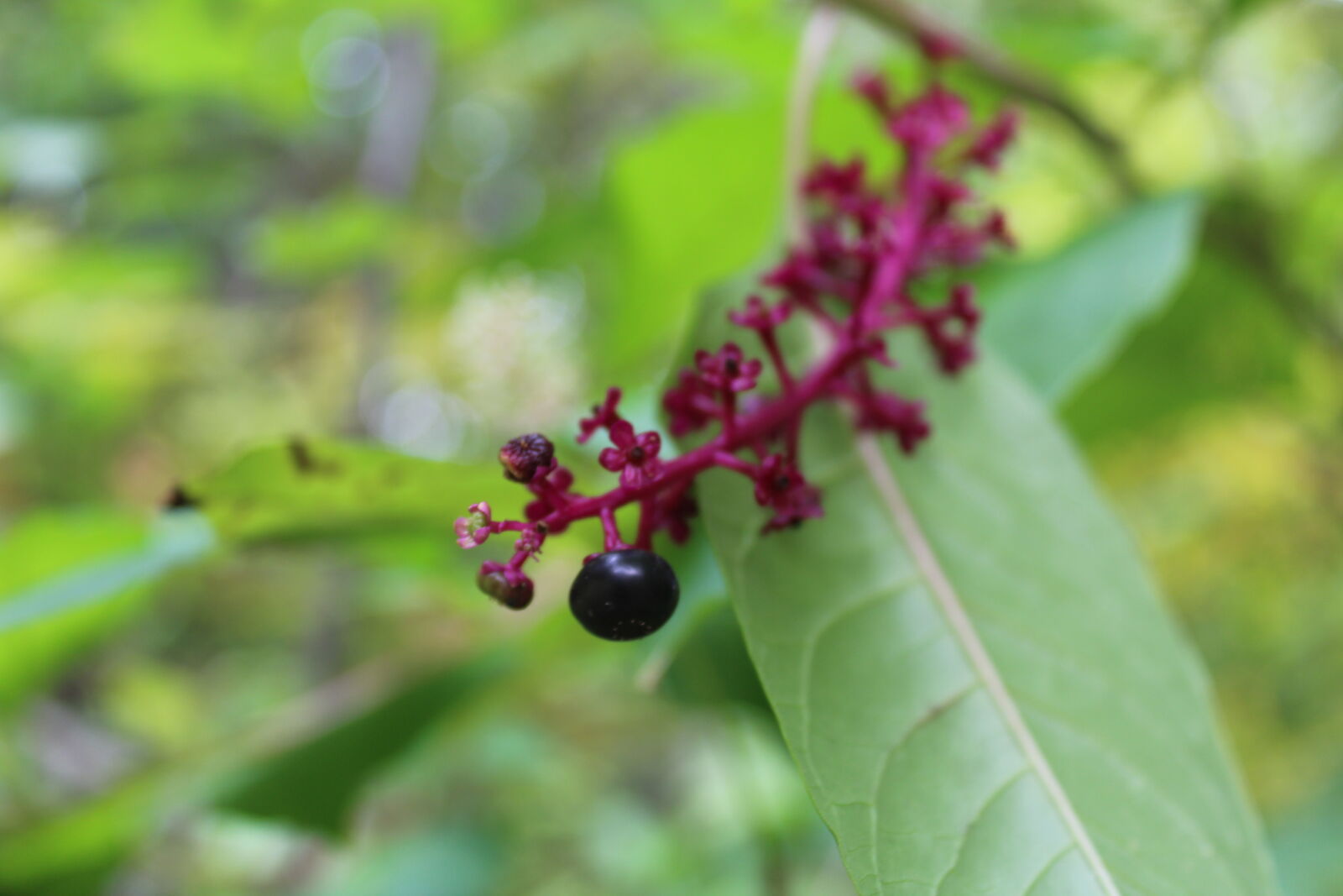 Canon EOS 1200D (EOS Rebel T5 / EOS Kiss X70 / EOS Hi) sample photo. Flower, grape, green, purple photography