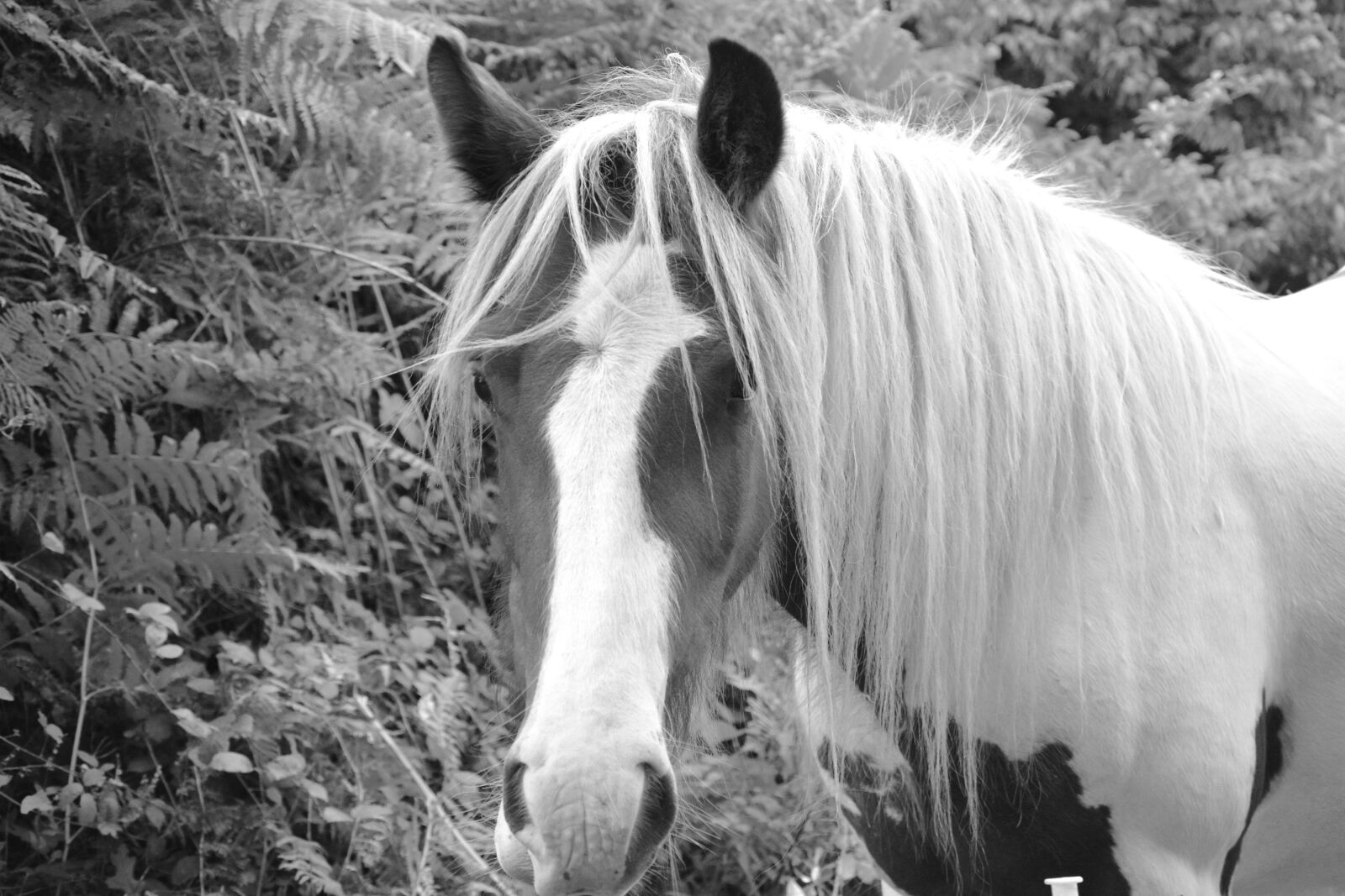 Nikon D5200 sample photo. Horse, equine, photo black photography