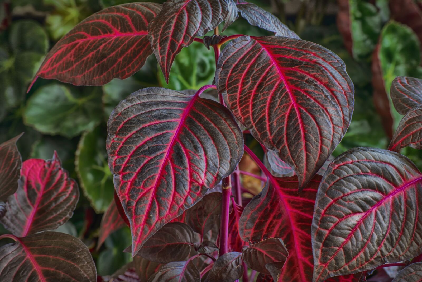 Nikon D3300 sample photo. Plant, leaf, red photography