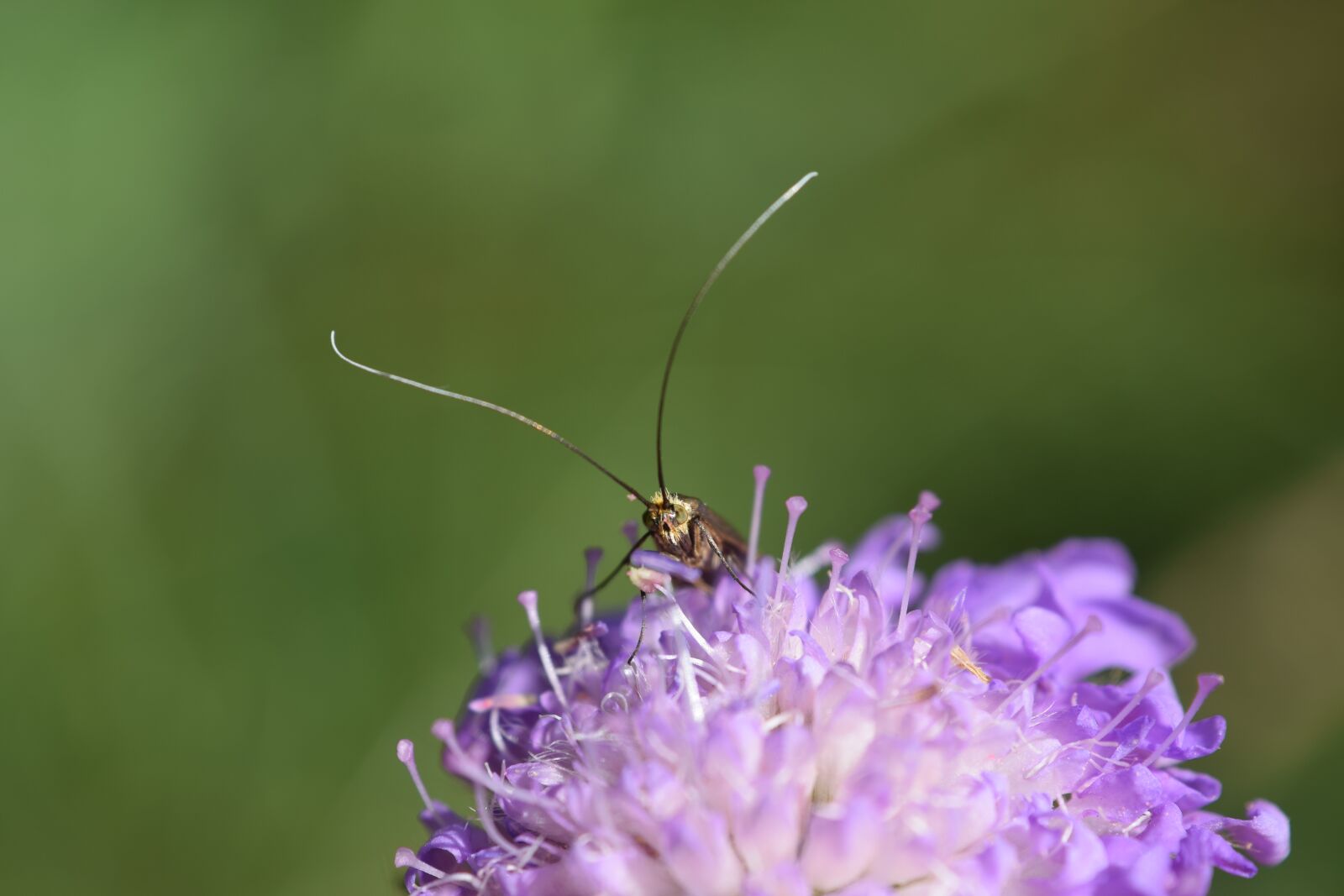 Nikon D5300 sample photo. Flower, insect, macro photography