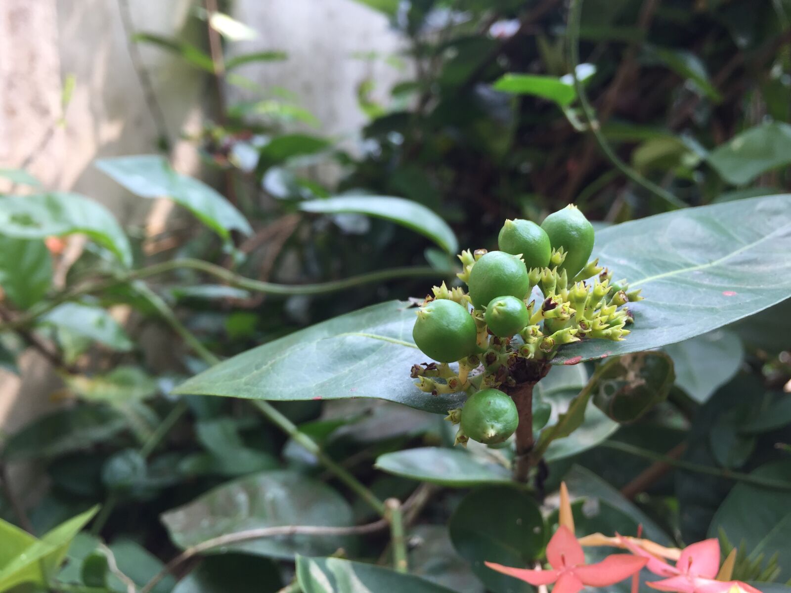 Apple iPhone 6 sample photo. Seed, heads photography
