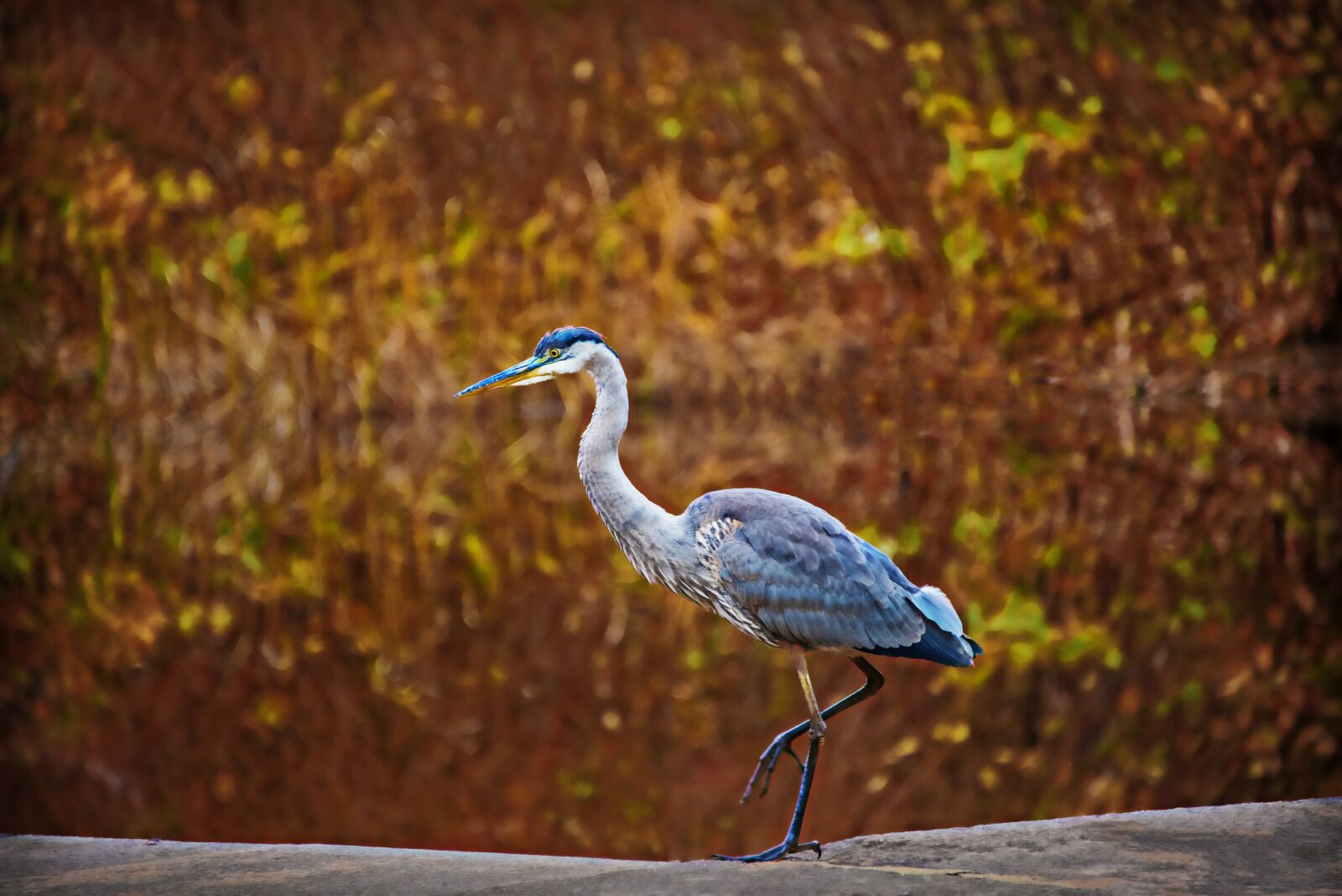 Nikon D800 sample photo. Great blue heron, birds photography